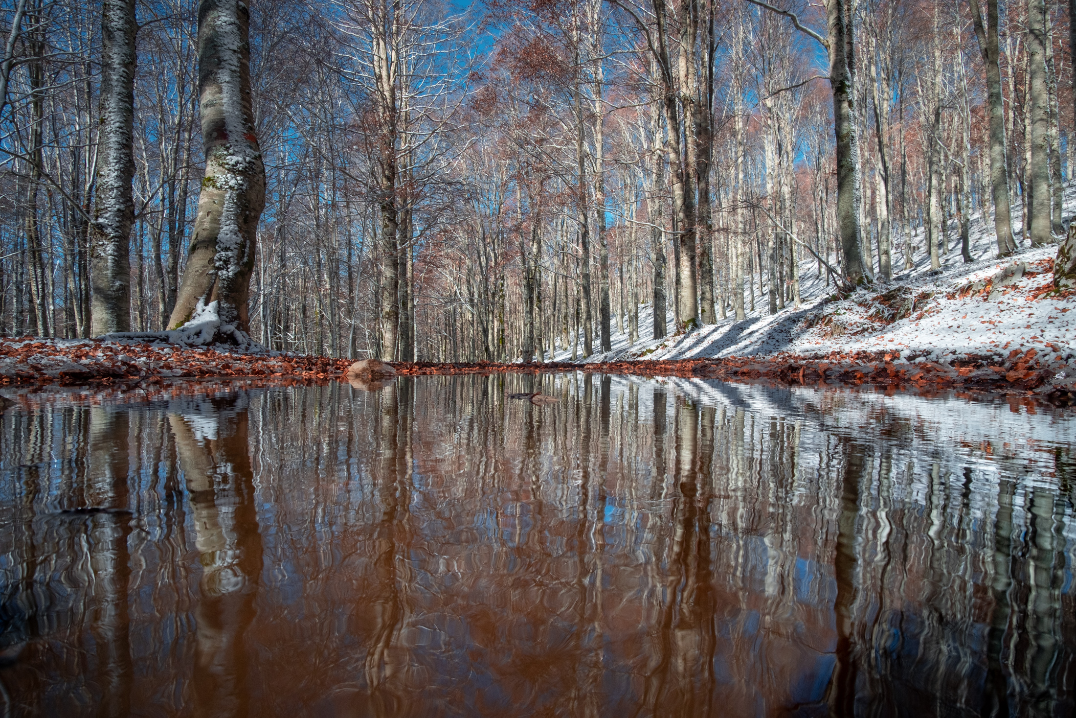 La pozza nella faggeta