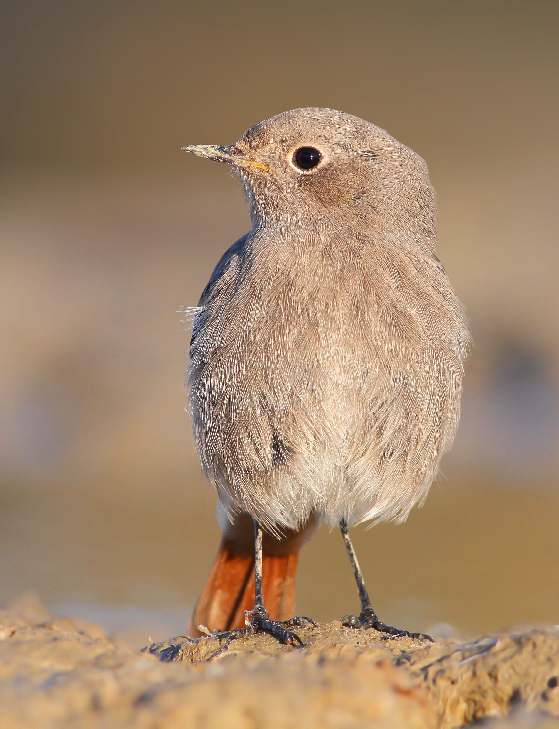 Codirosso spazzacamino