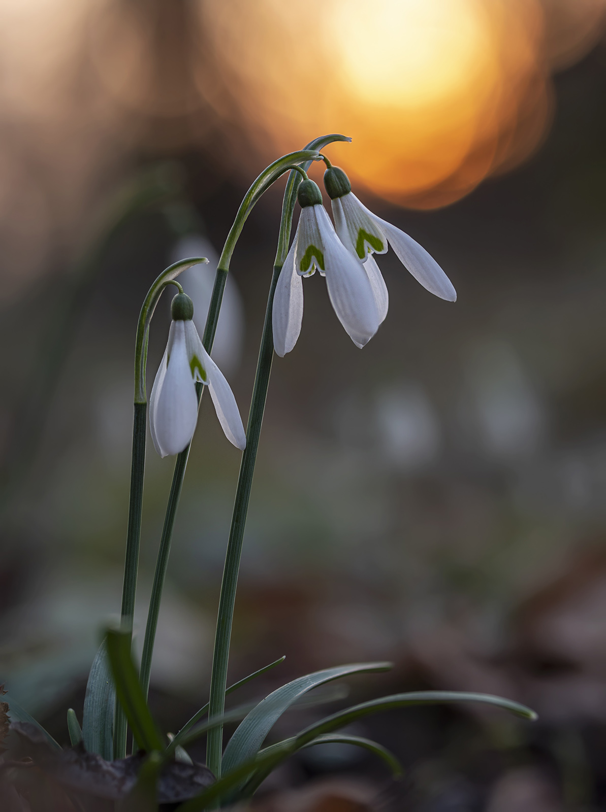 Galanthus nivalis