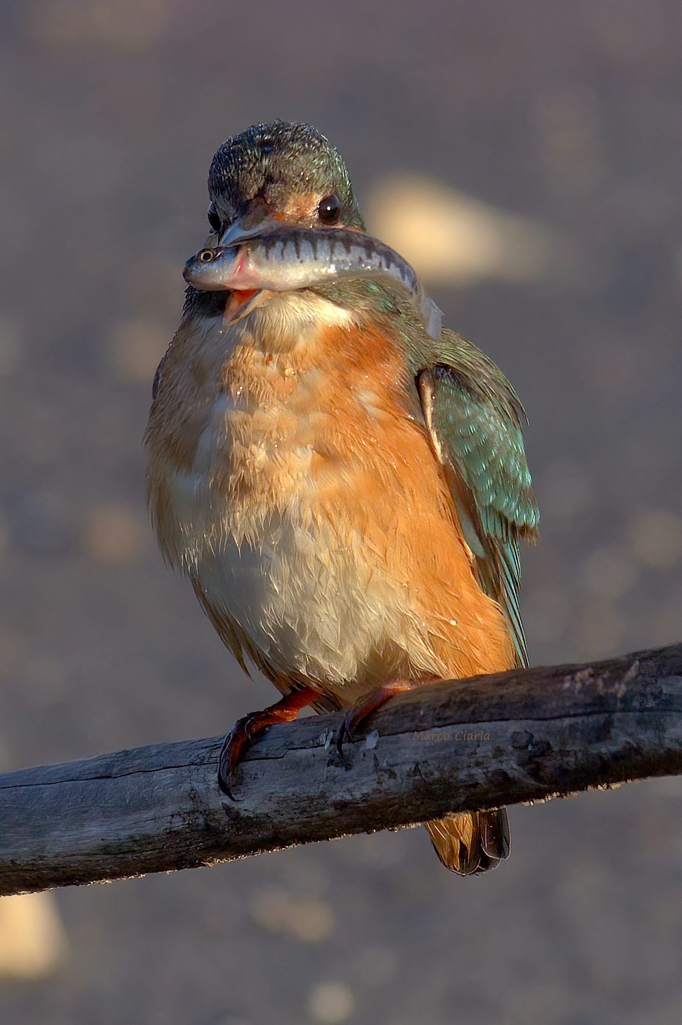 Kingfisher