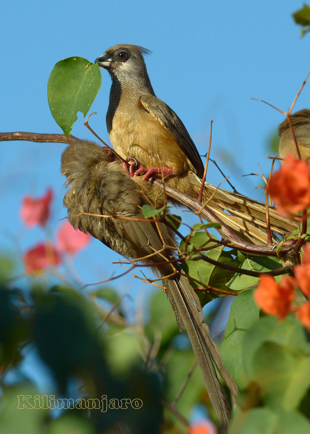 Rito di corteggiamento