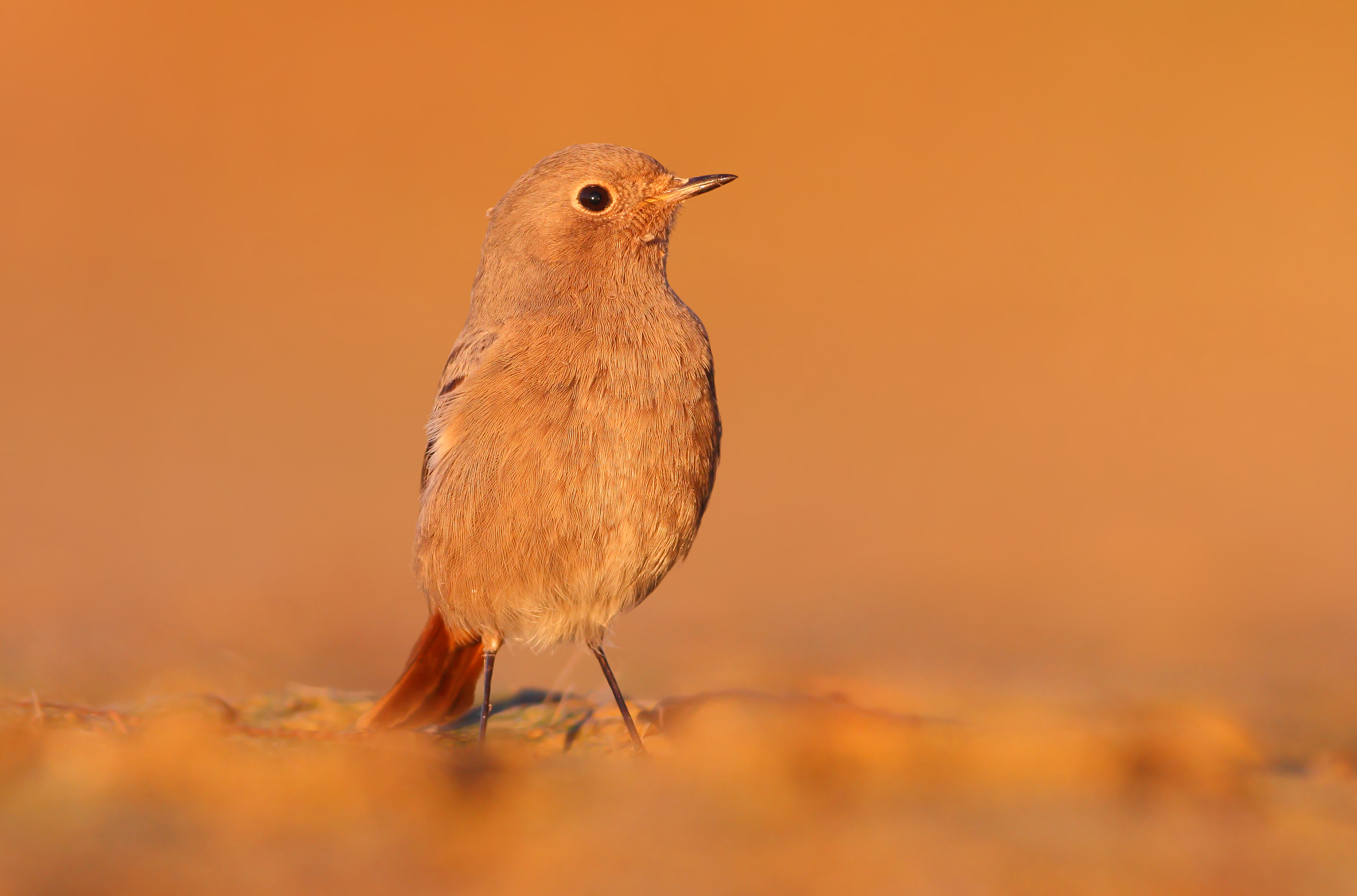 Codirosso spazzacamino