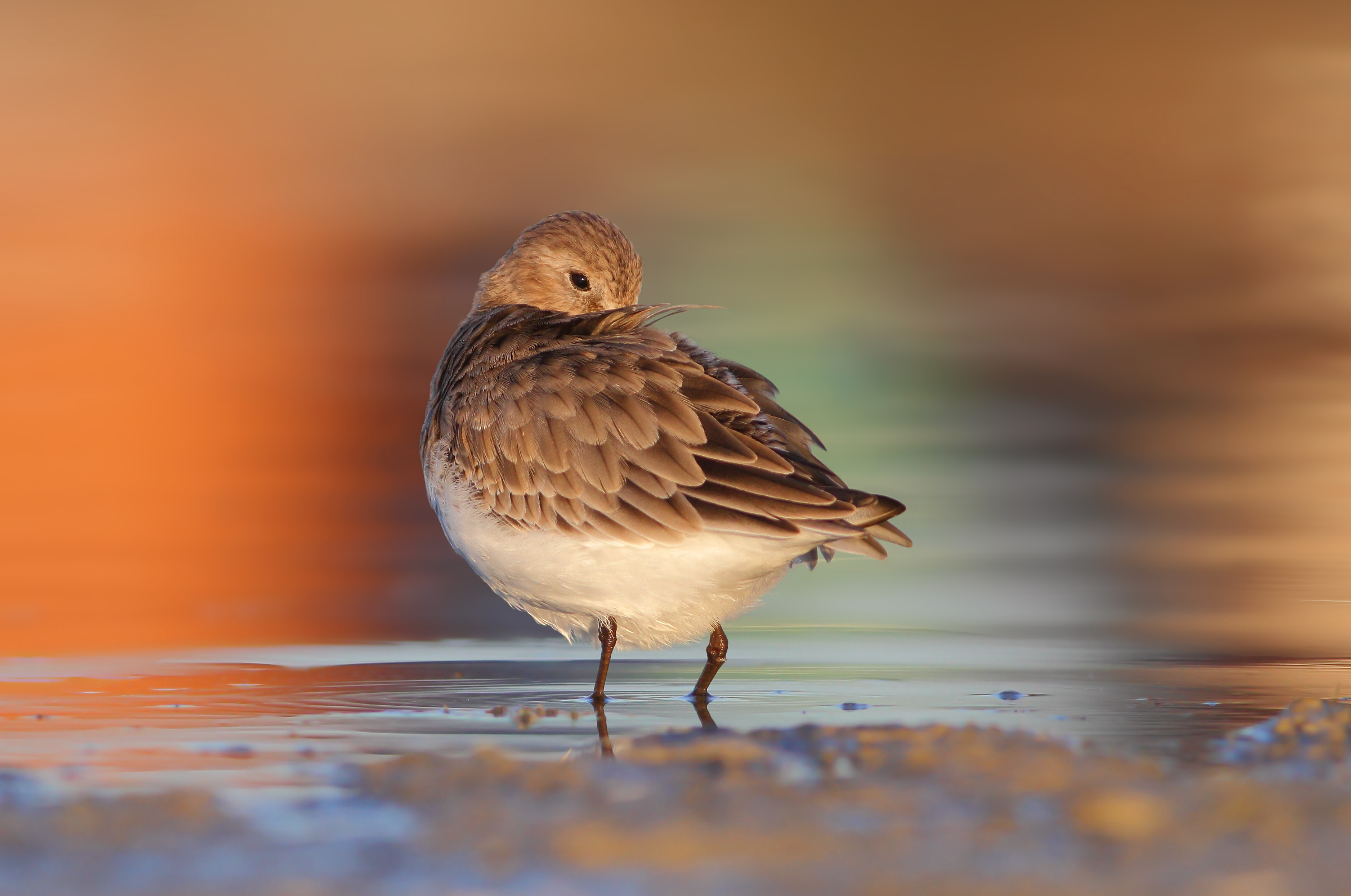 Piovanello pancianera