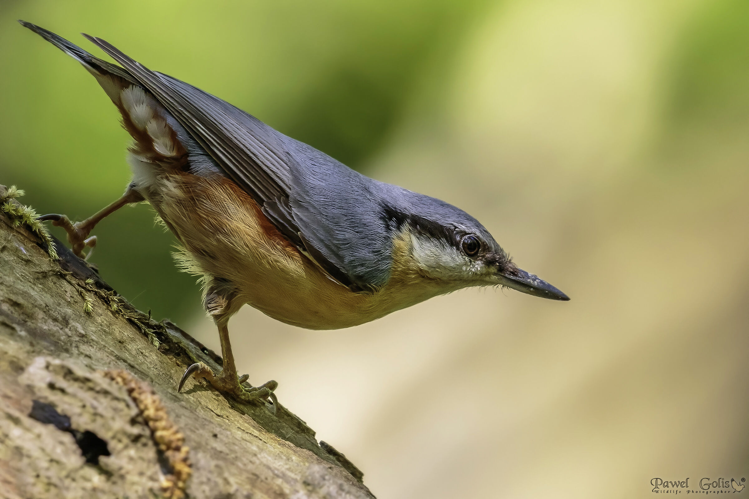 Nuthatch (Sitta europaea)