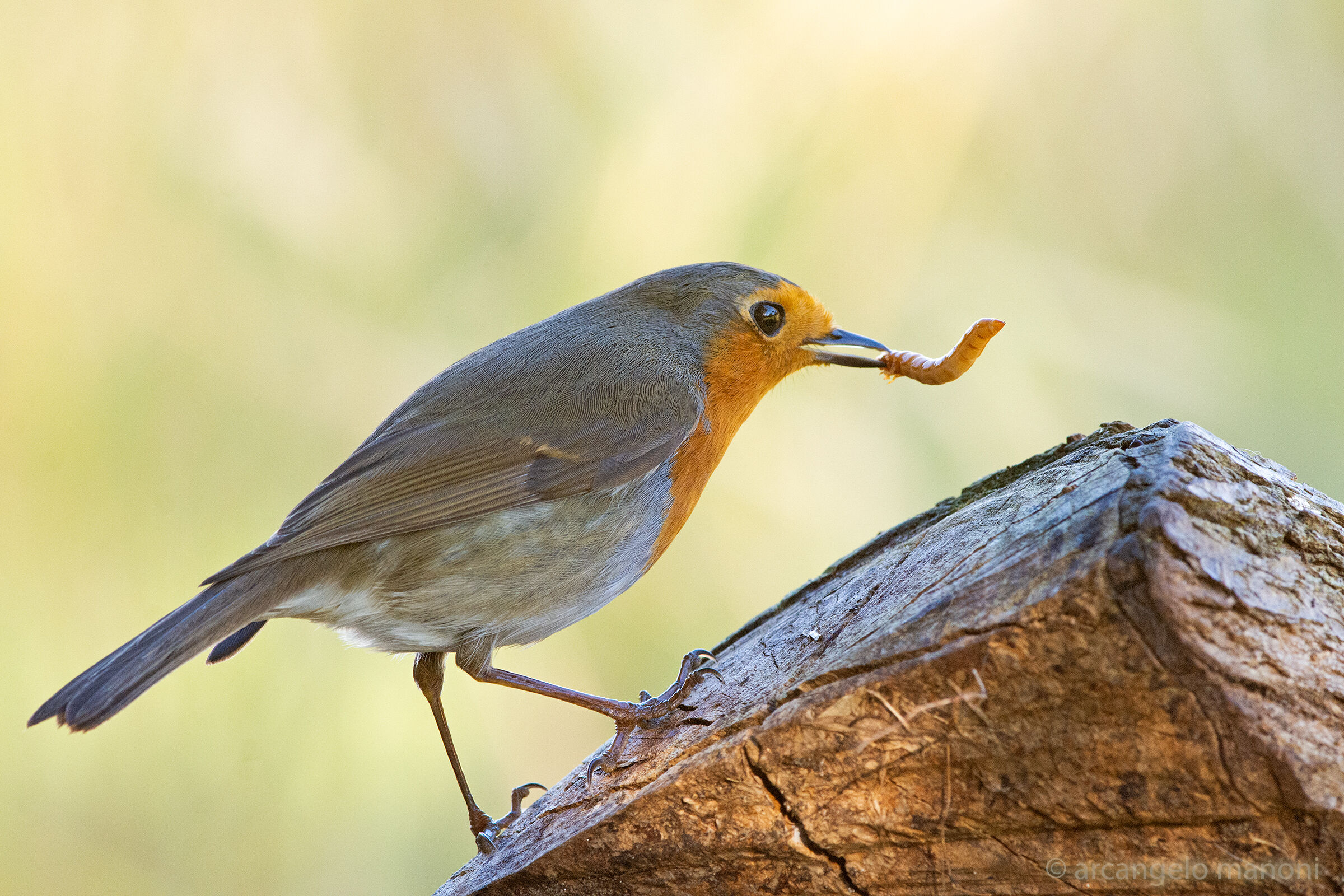 Il premio per il pettirosso che ha posato per me
