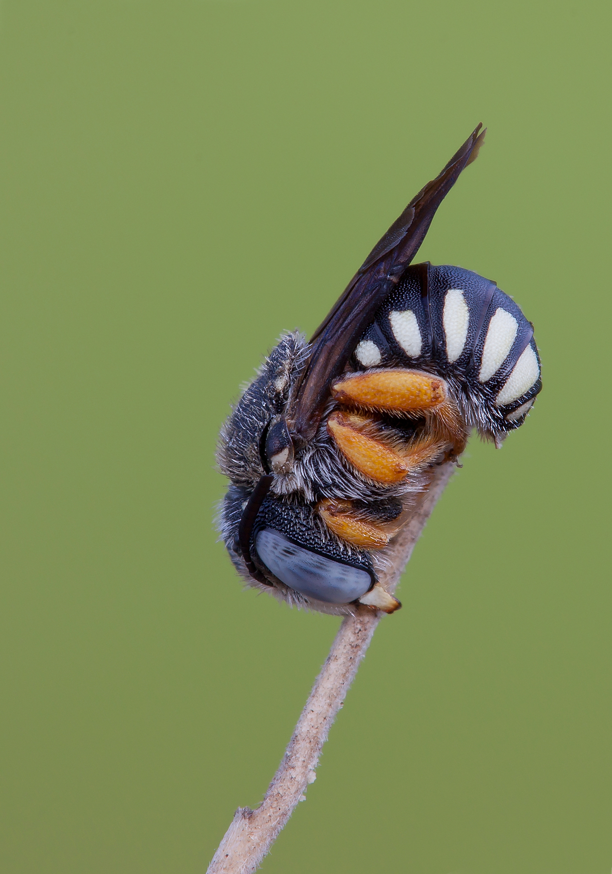 Hymenoptera - Megachilidae Anthidiellum