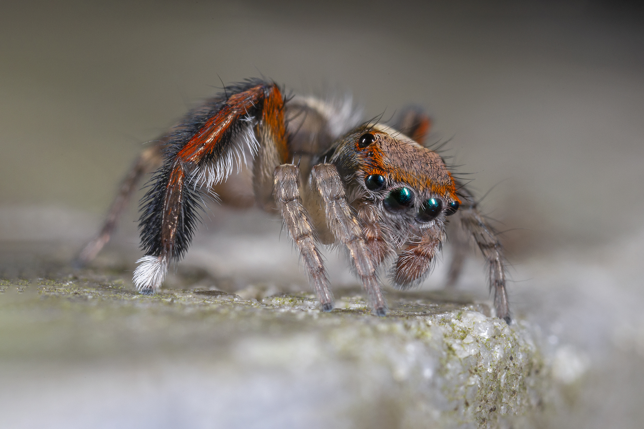 Male barbipes saitis