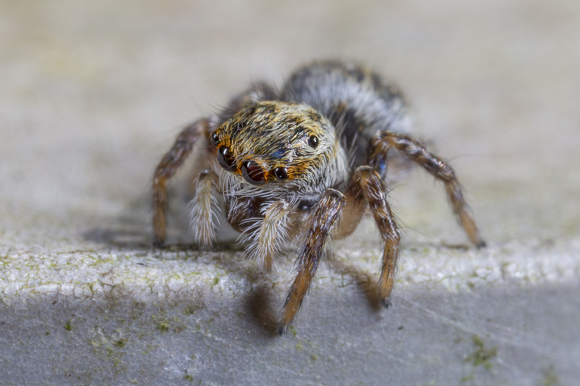 Xantogram carrhotus