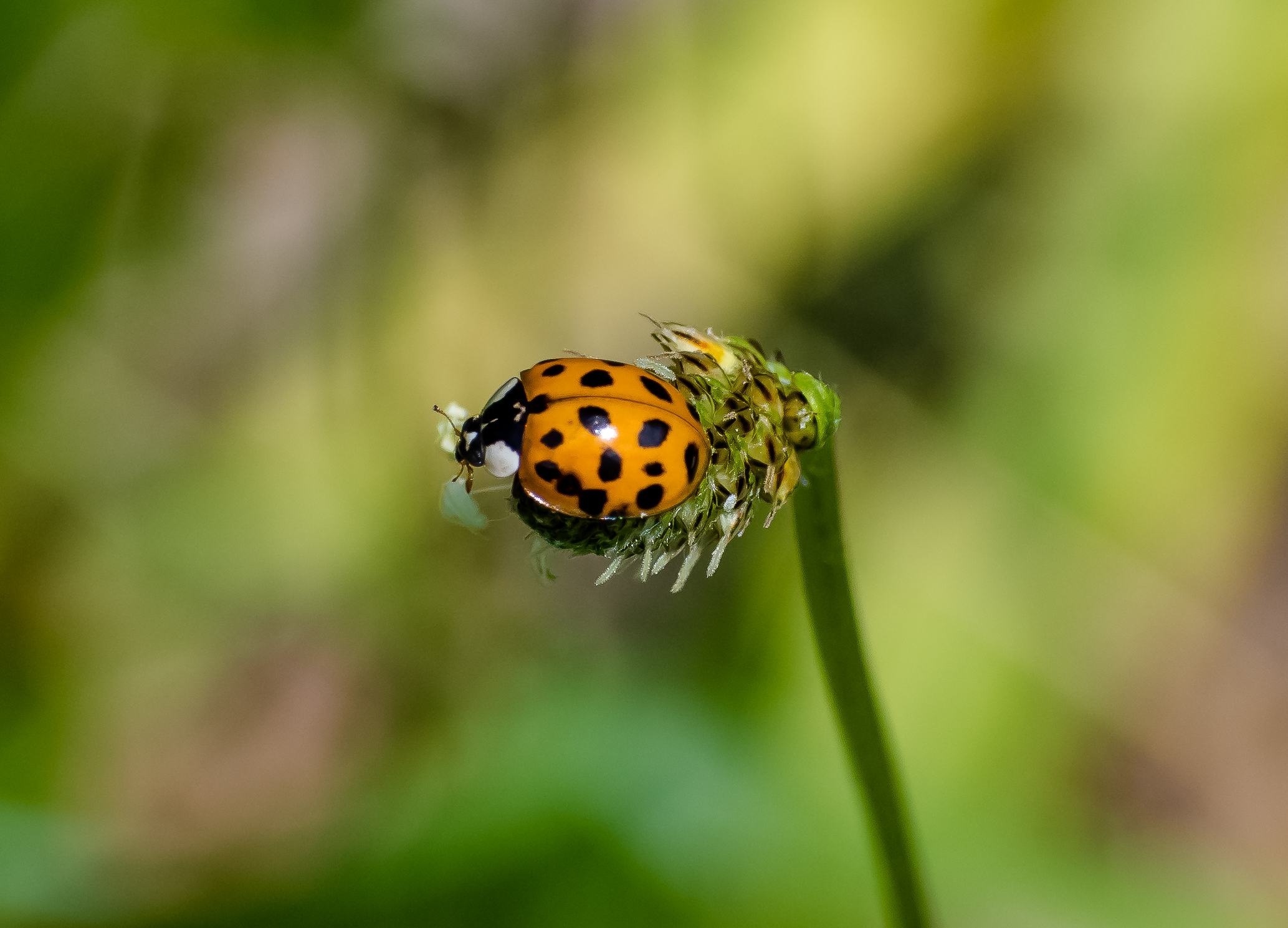 Coccinella
