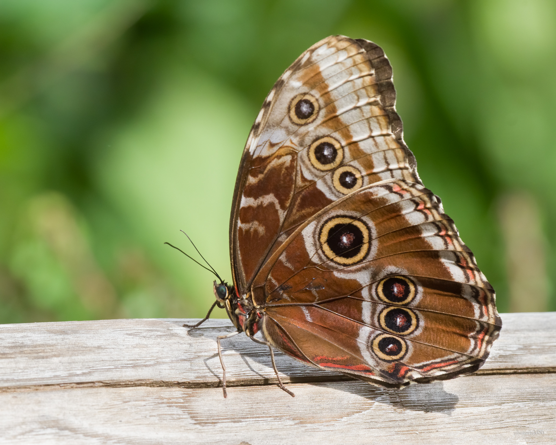 Blue Morpho