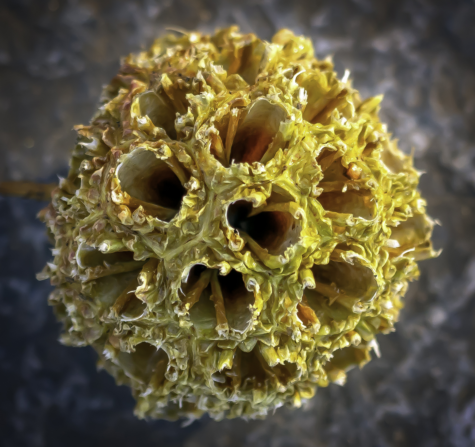 Coronavirus
