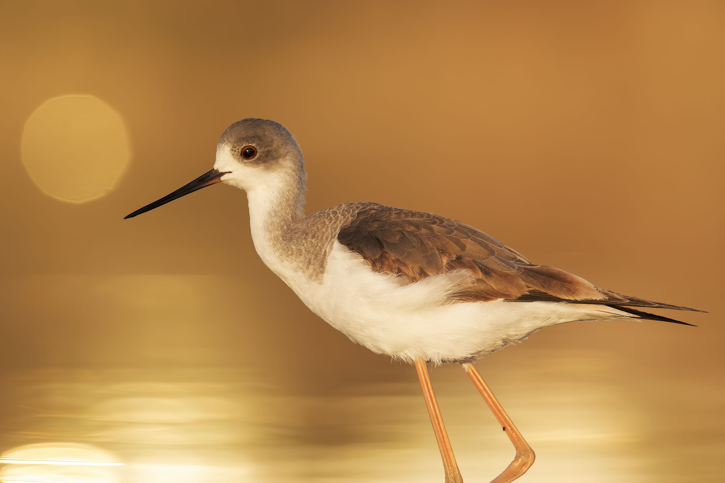 Knight of Italy at sunset