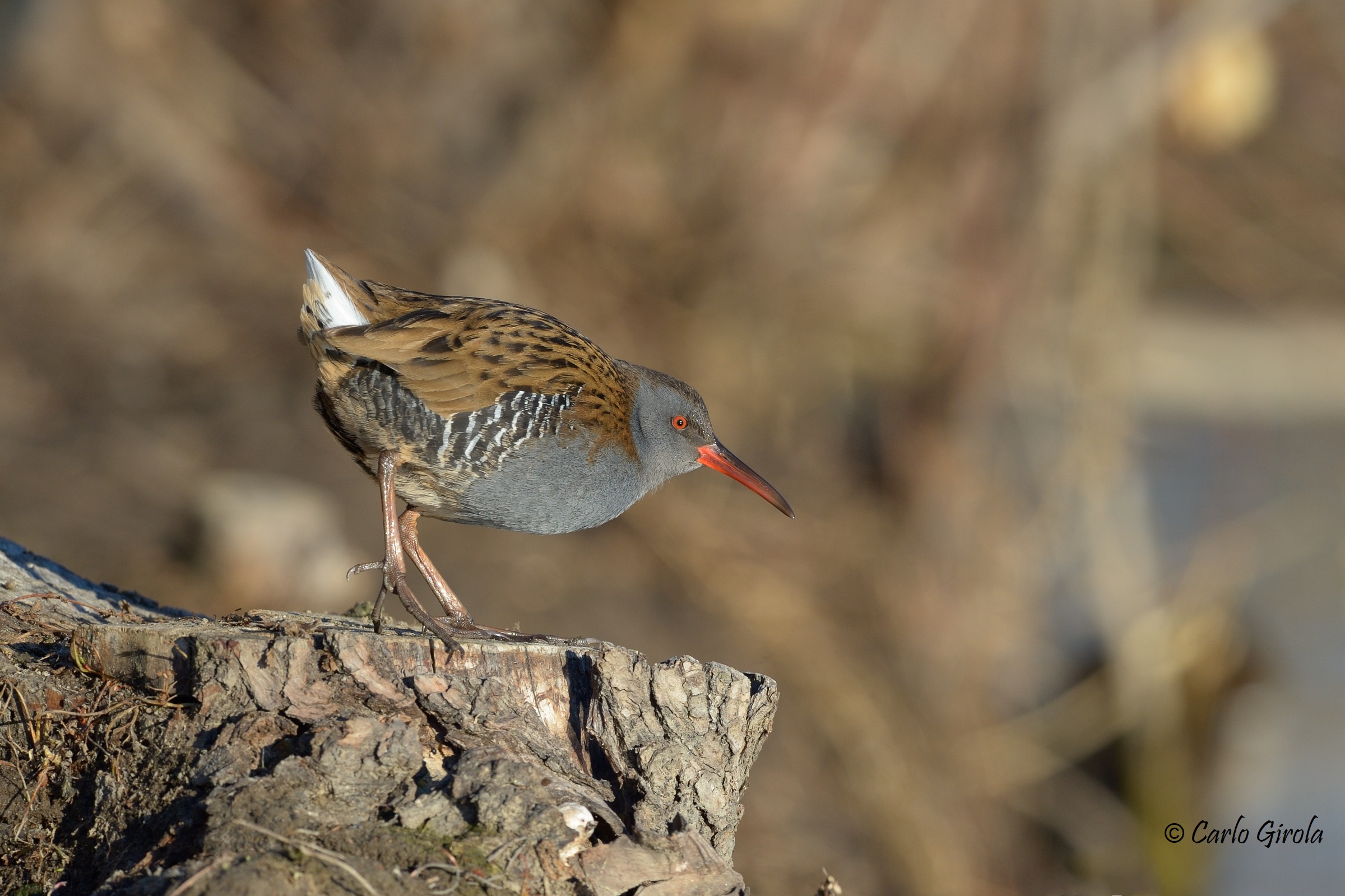 Porciglione (Rallus aquaticus)