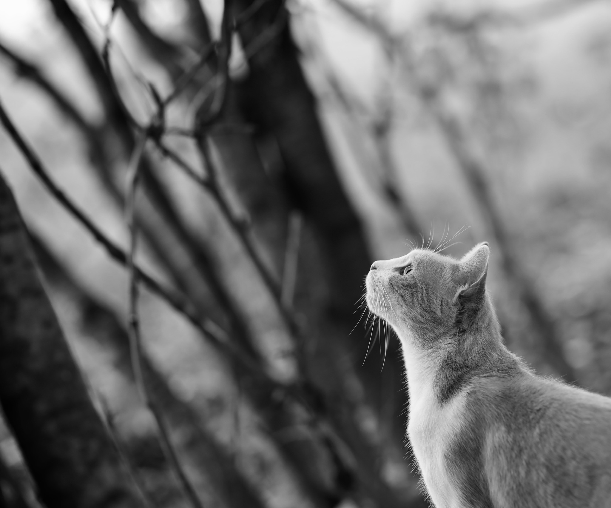 First day of appearance