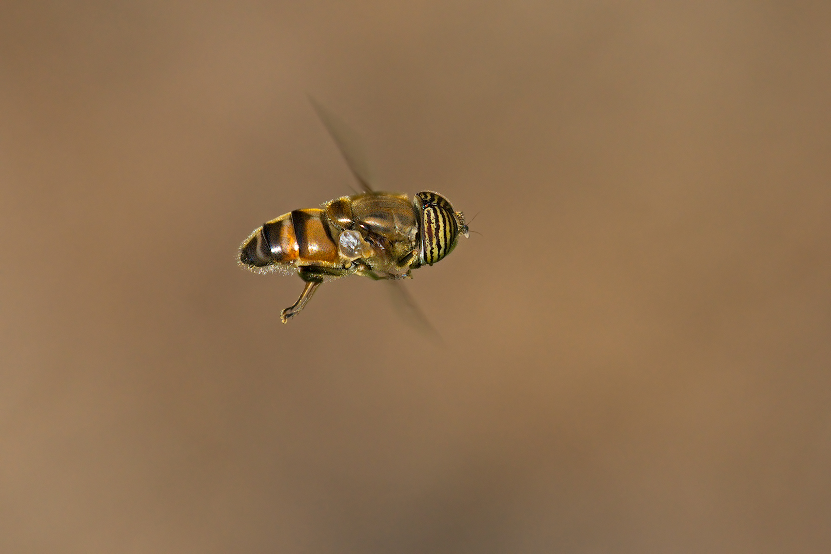 Sirfide in flight