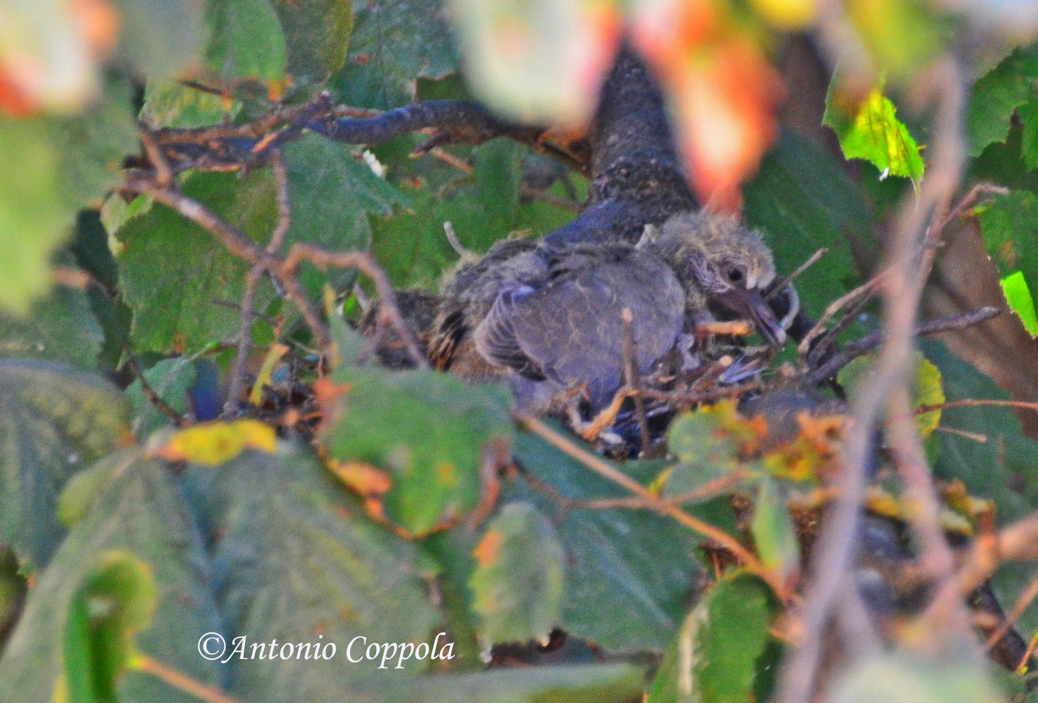 tortorella appena nata