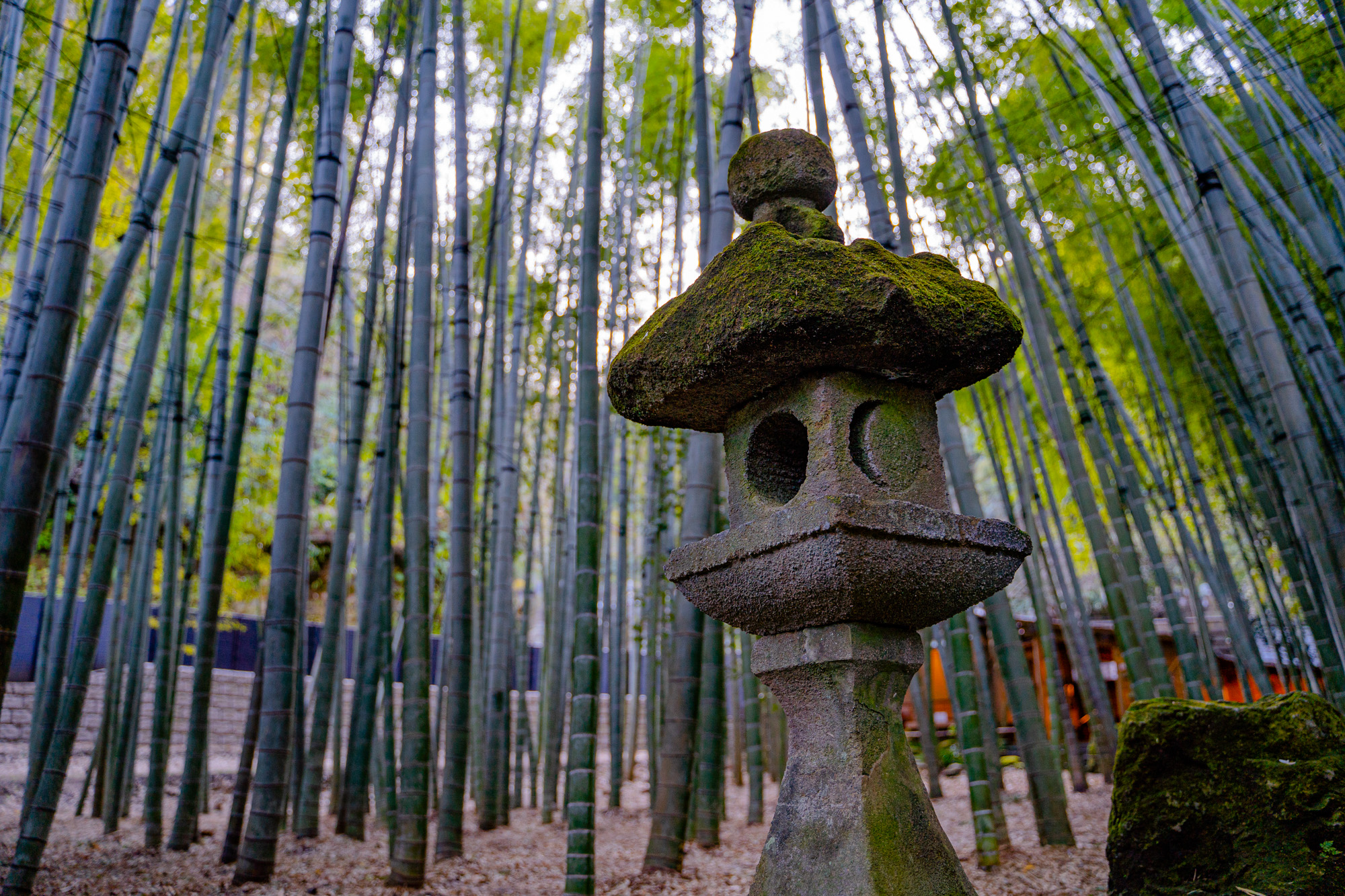Foresta di Bamboo Kamakura