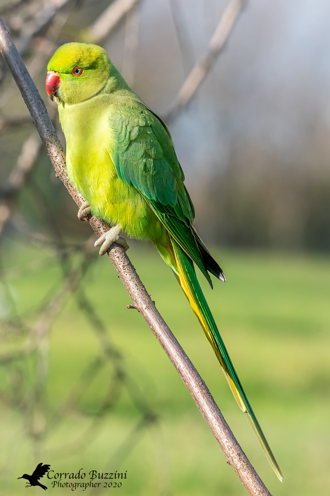 Parakeet