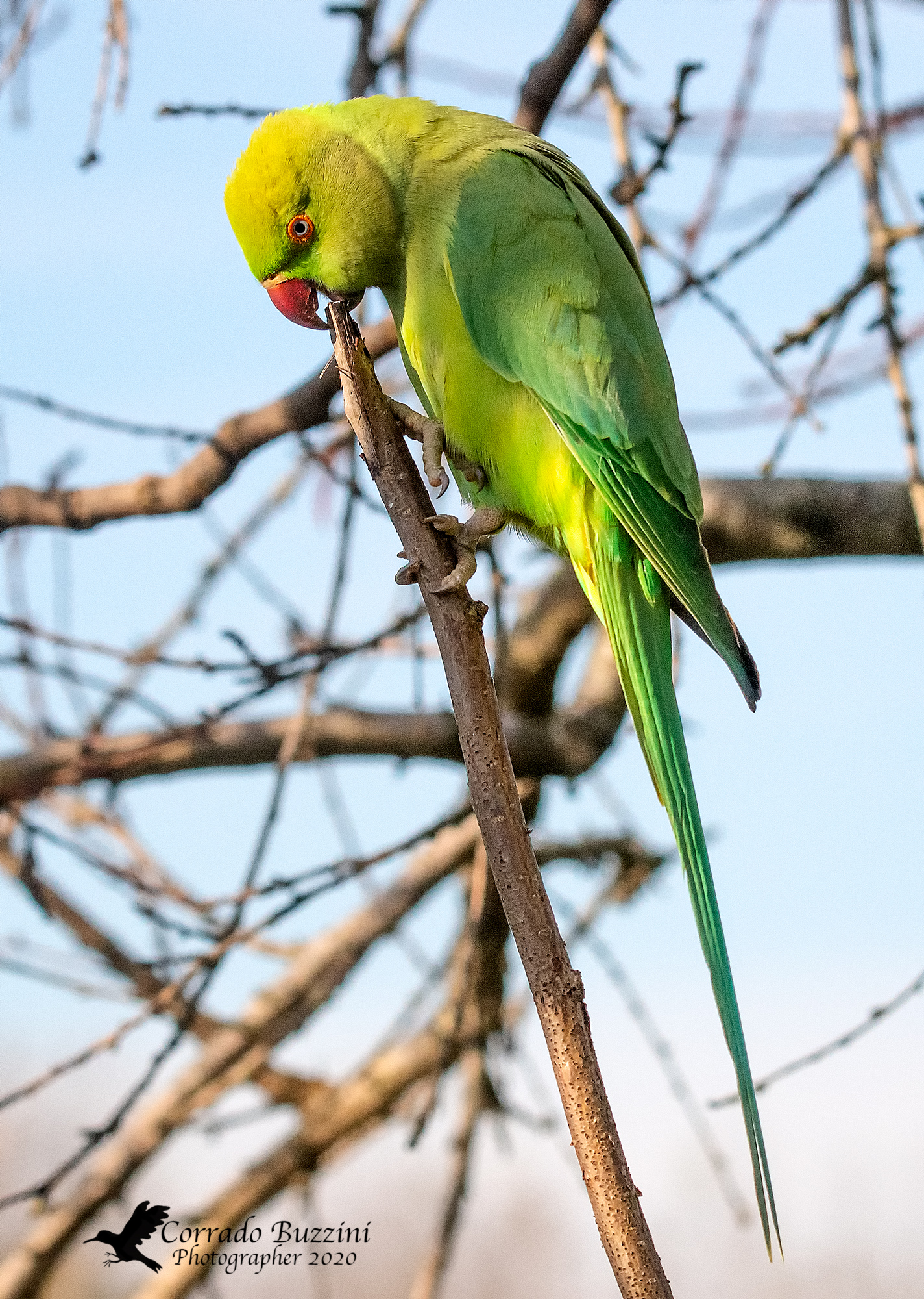 Parakeet