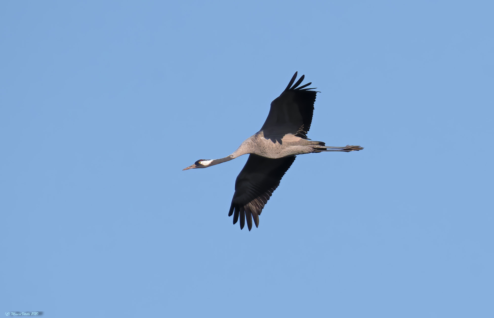Gray Crane (Grus grus)