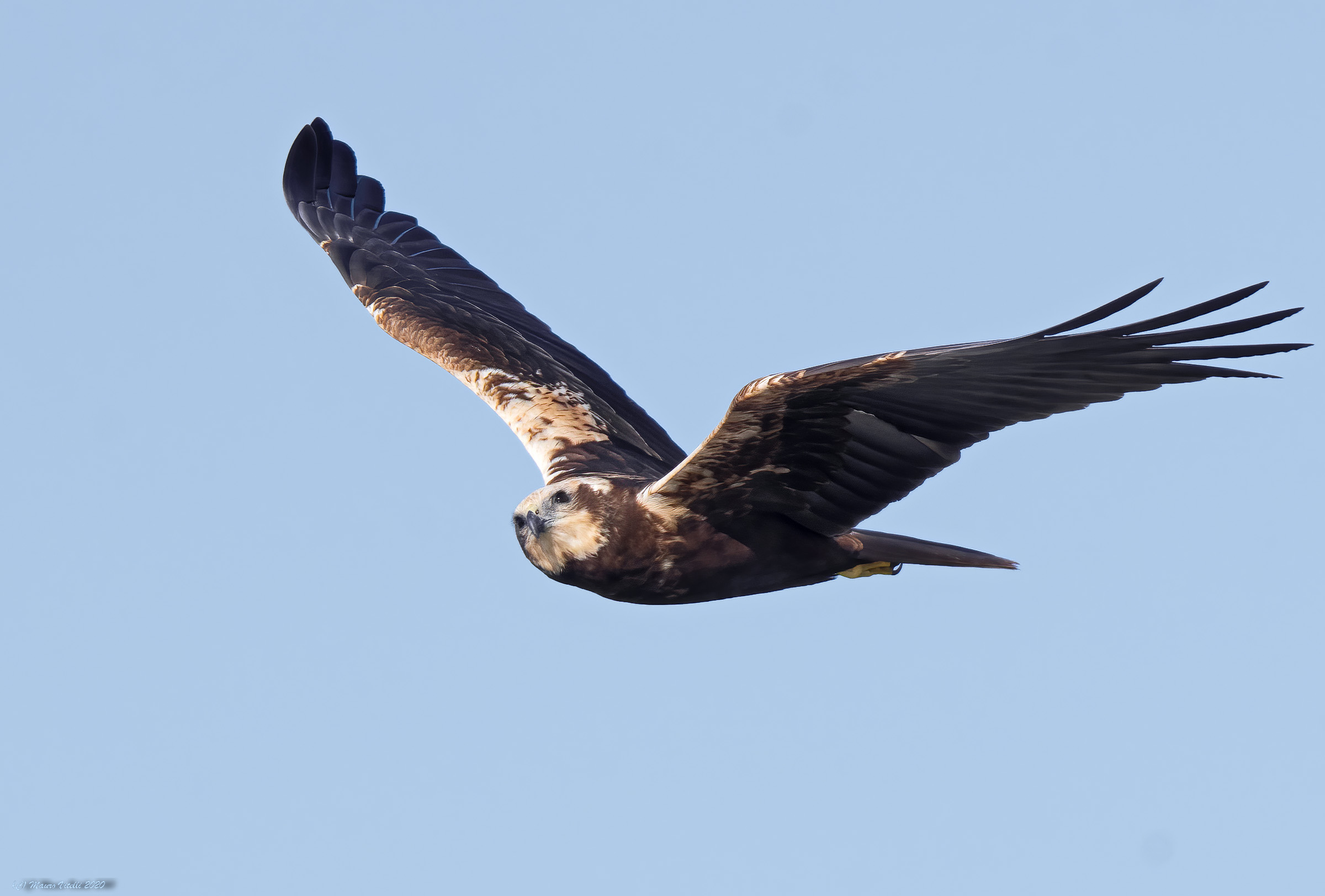 Female Marsh Falcon (Circus aeruginosus)