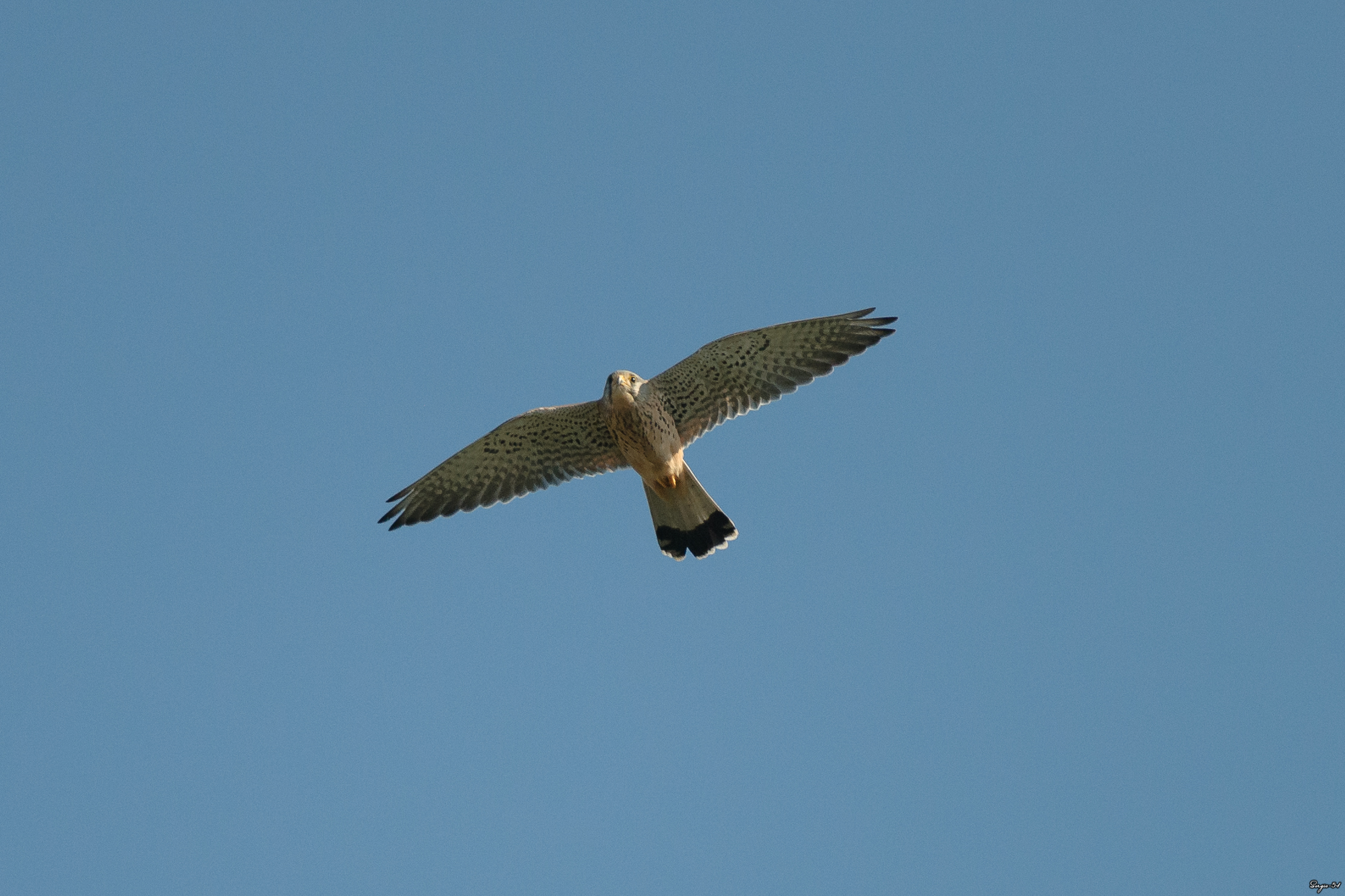 Kestrel