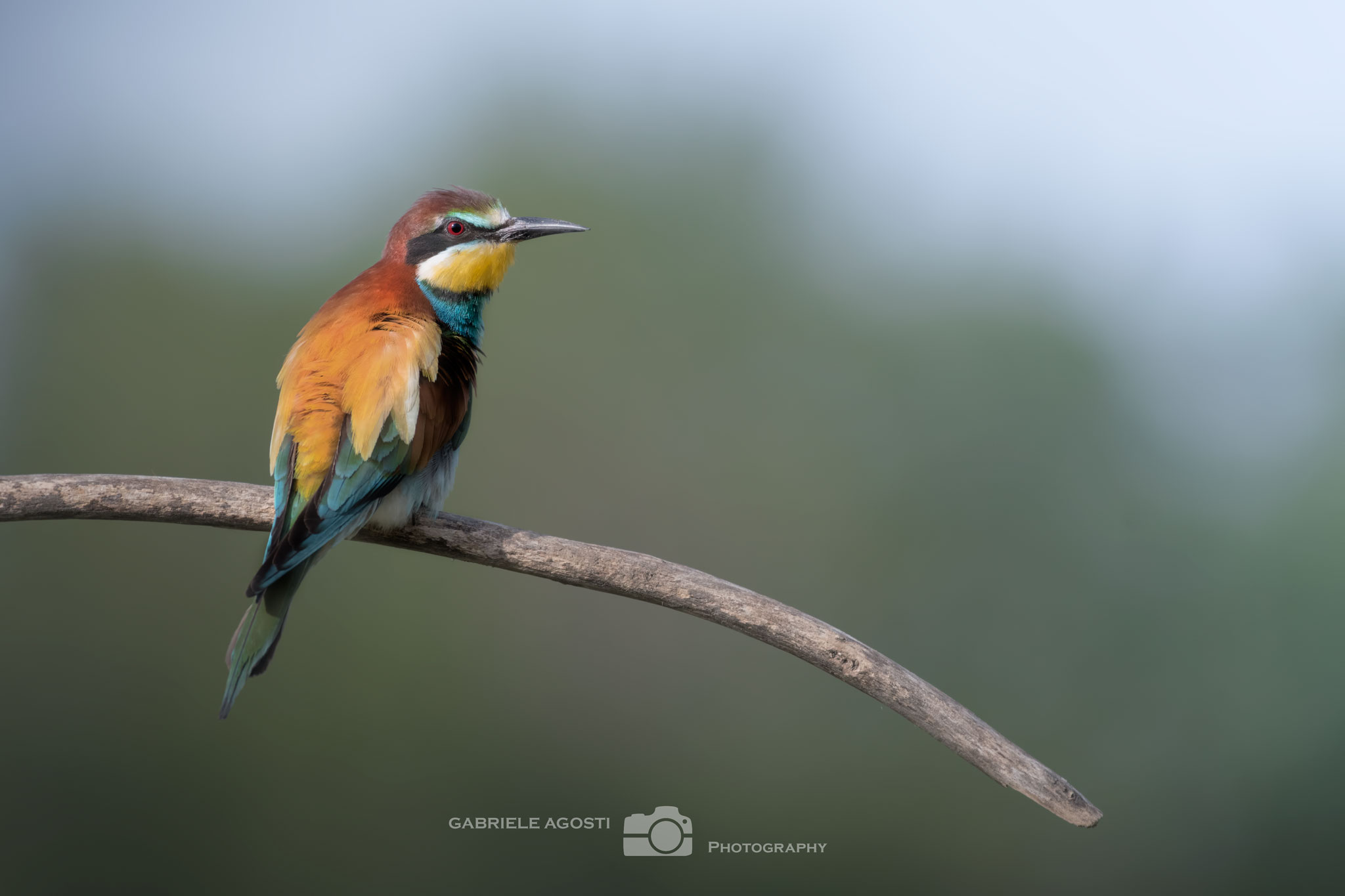 Bee-eater