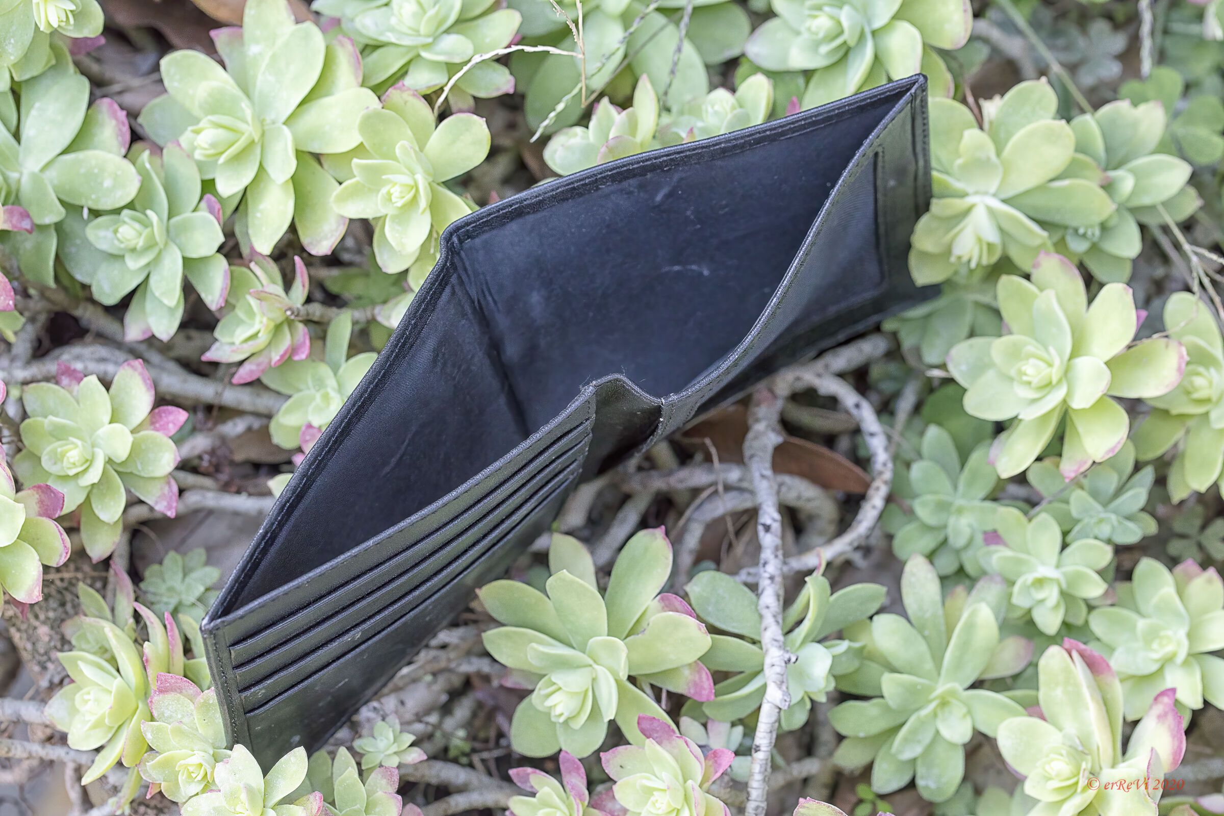 Ma il verde è Fonte di Speranza