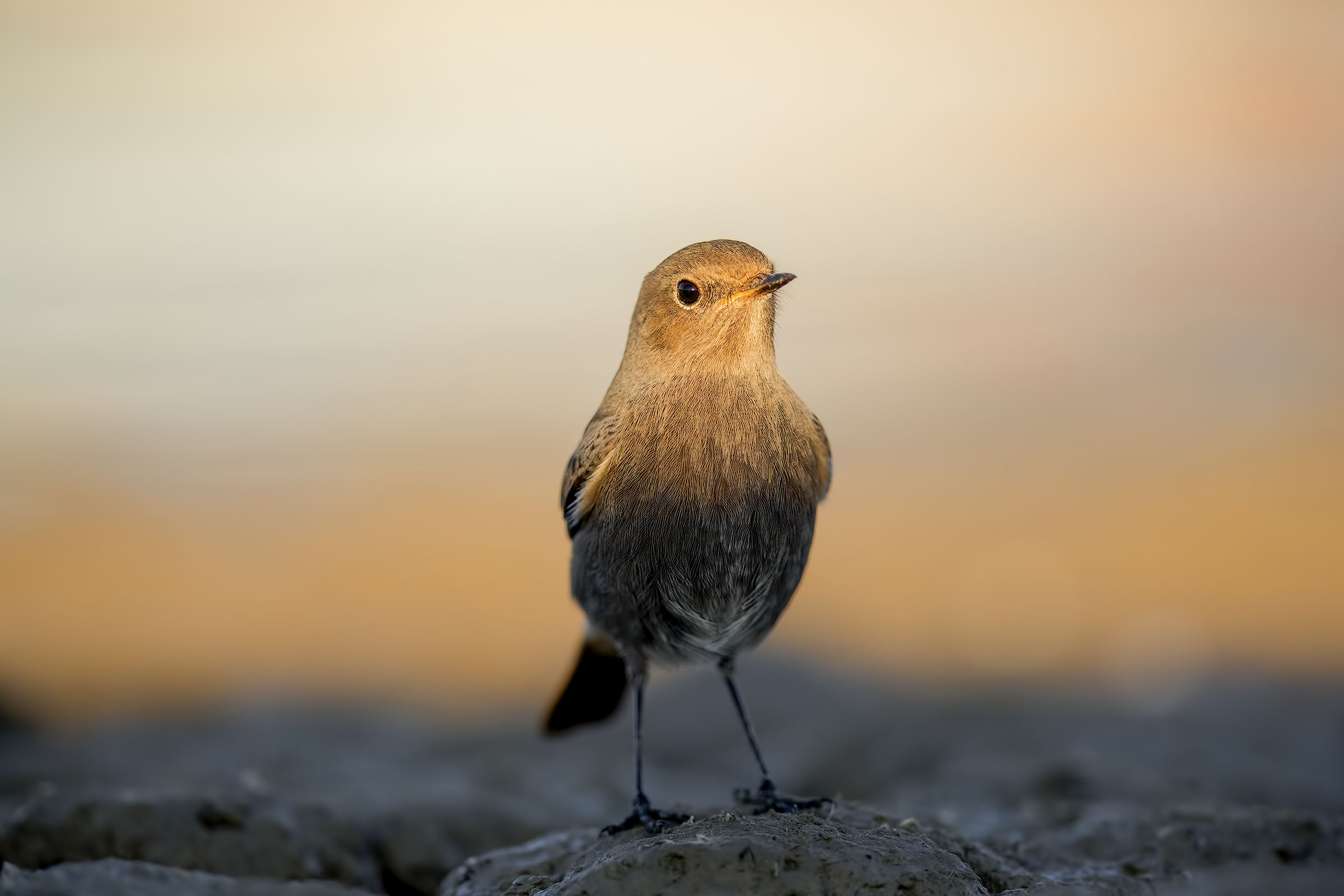 Between lights and shadows