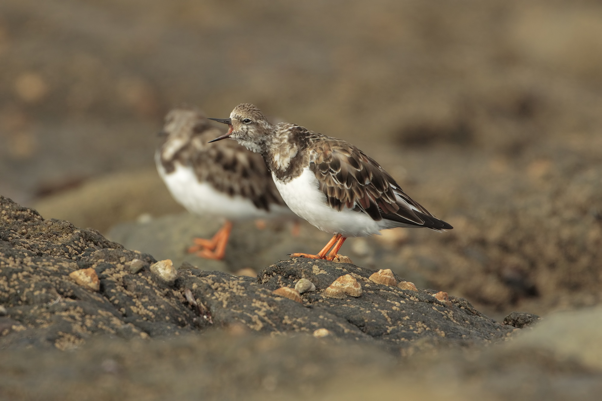 L'urlo del voltapietre