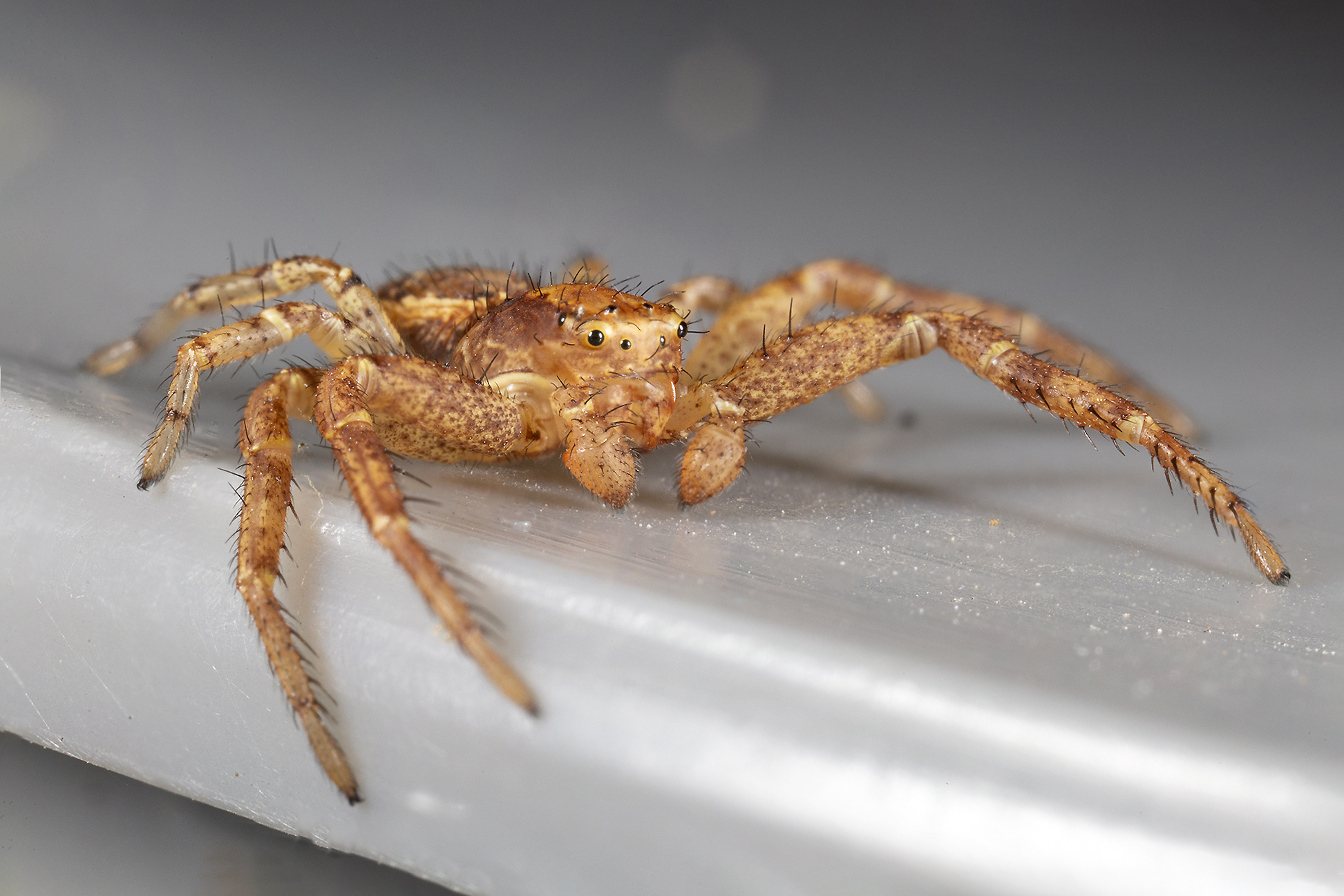 Thomisidae