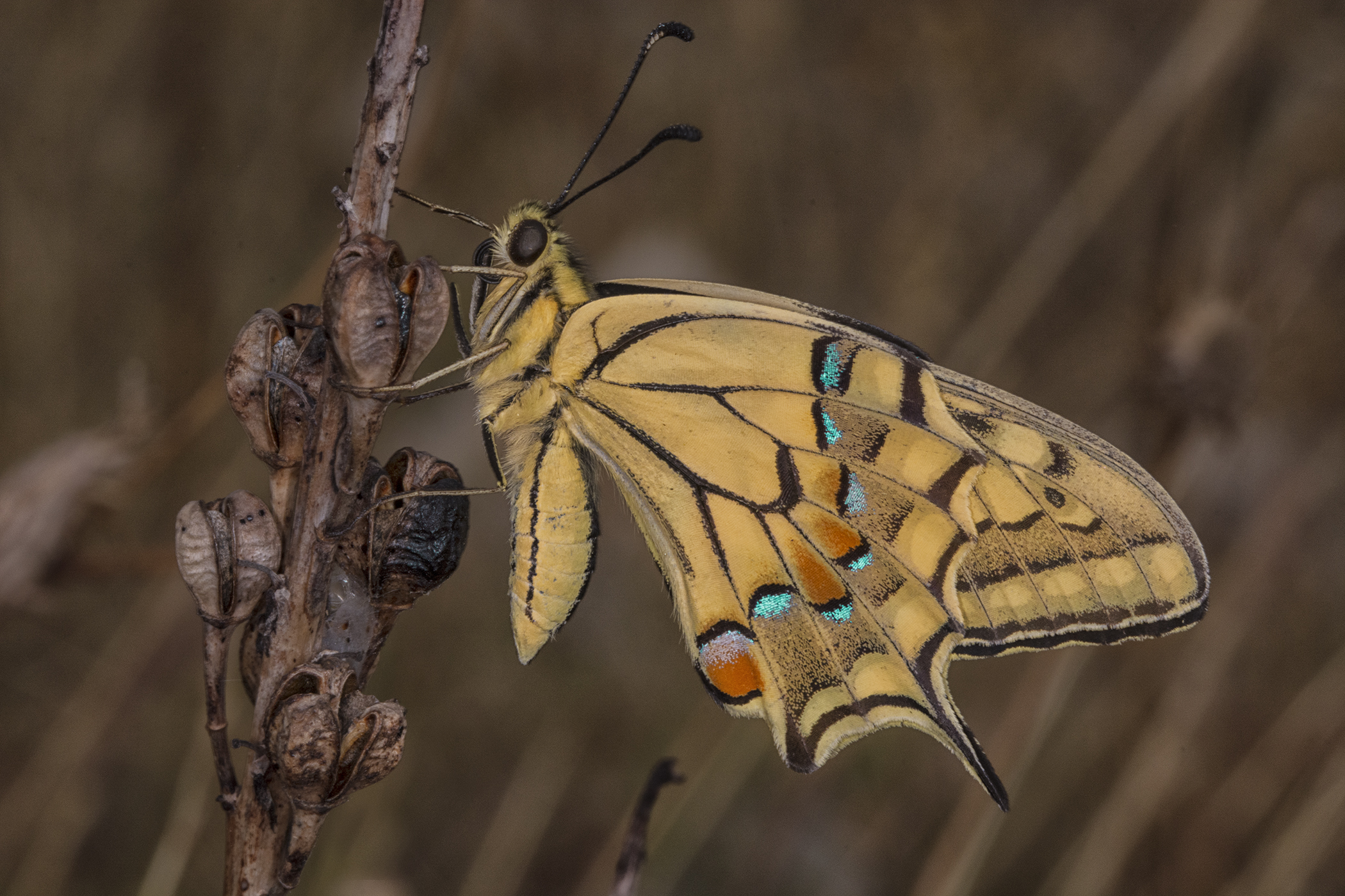 Farfalla di macaone, Parco Nazionale dell'Alta Murgia