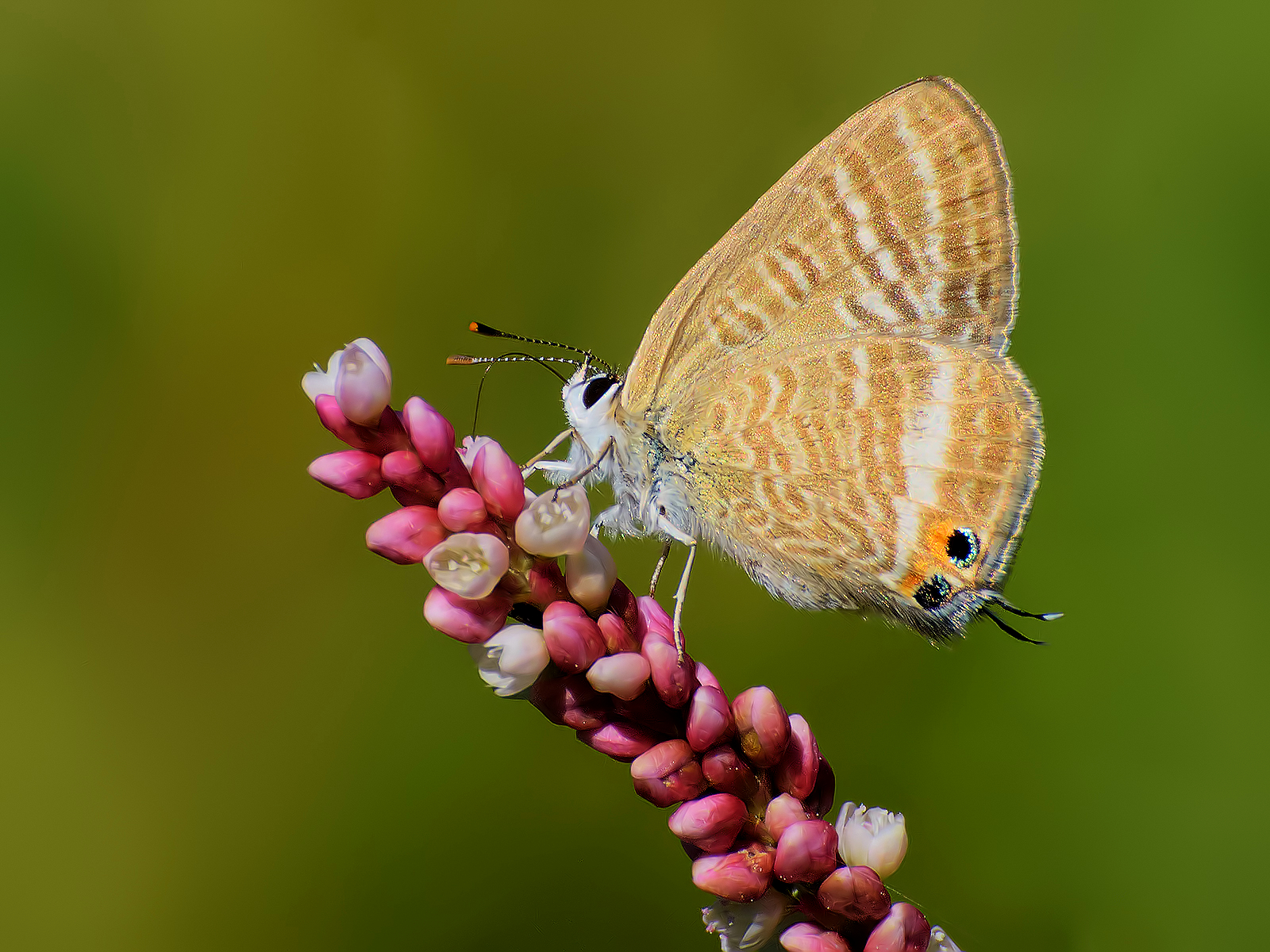 Butterfly(identification).