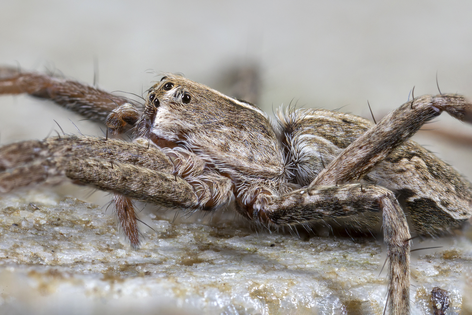 No ID