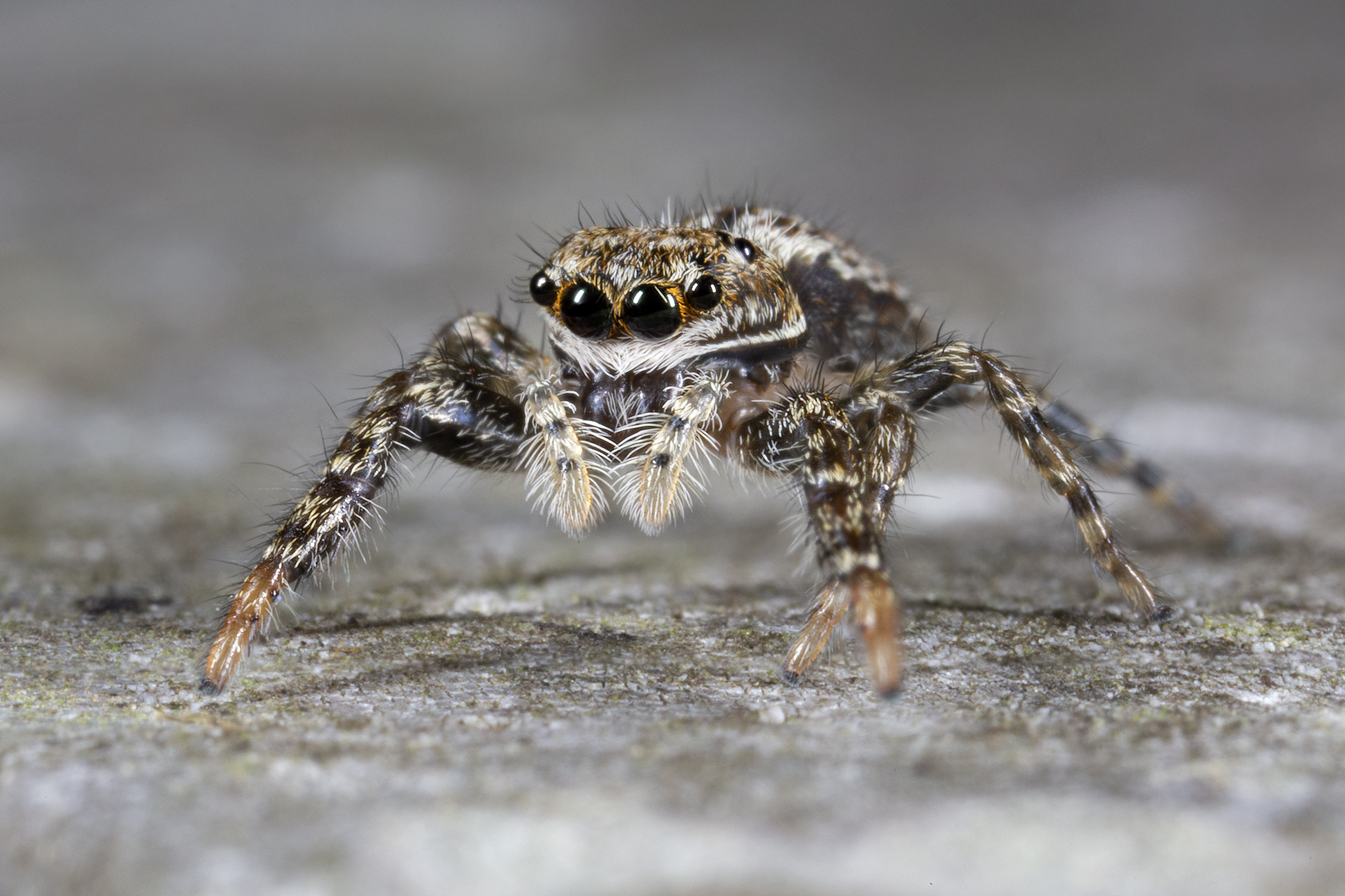 Marpissa muscosa, female