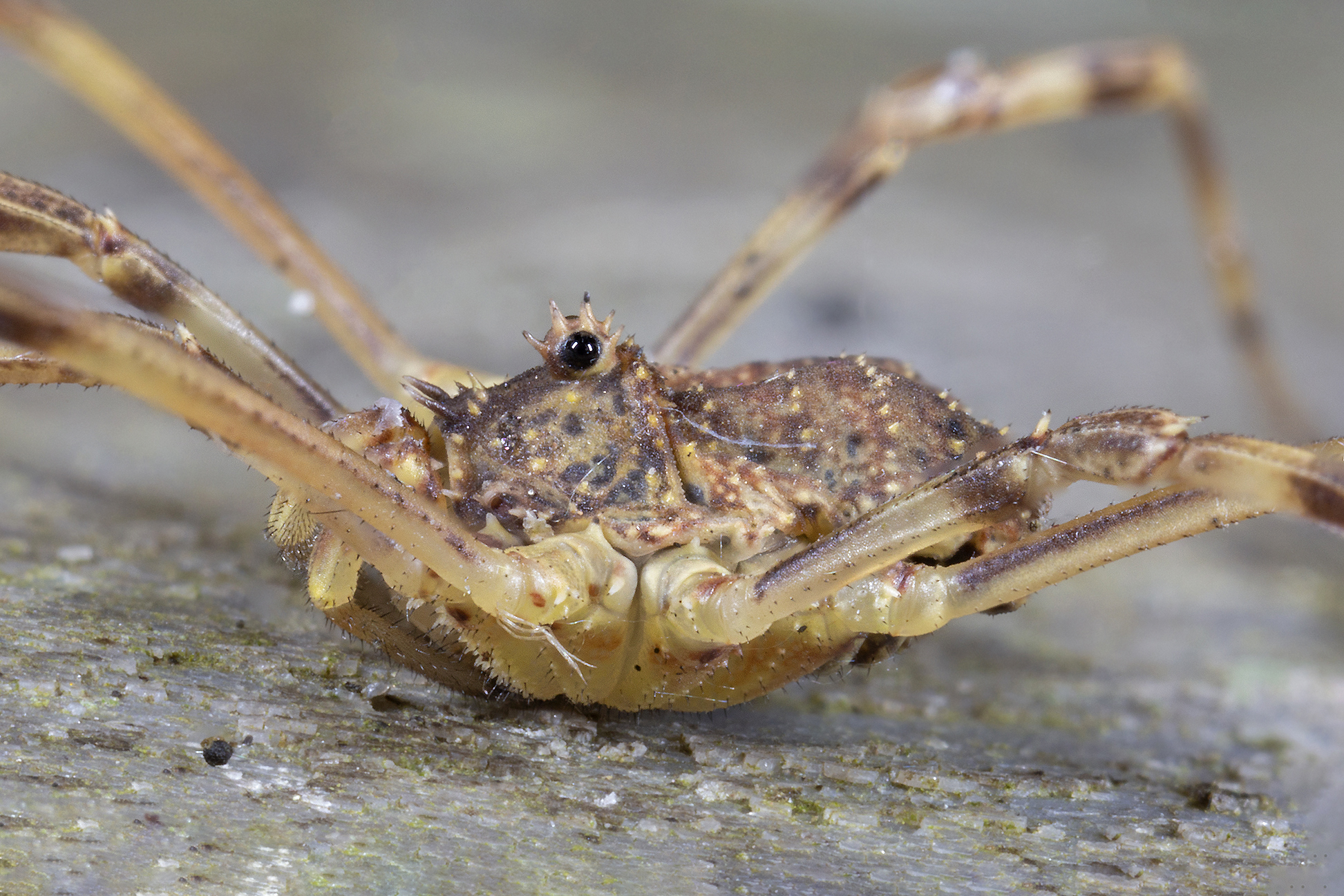 Opylon (false spider)