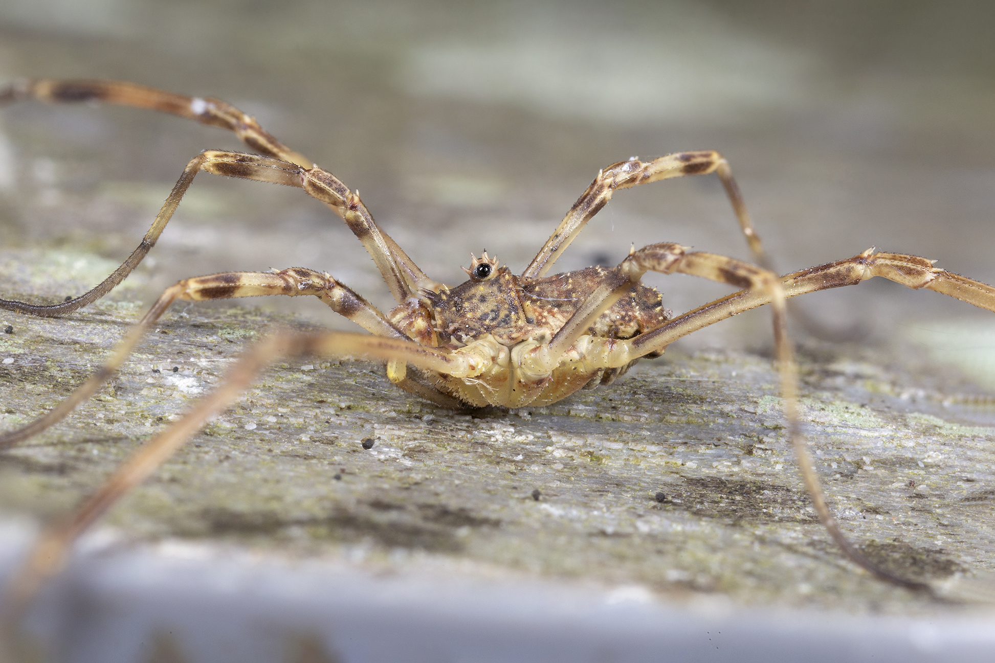 Opylon (false spider)