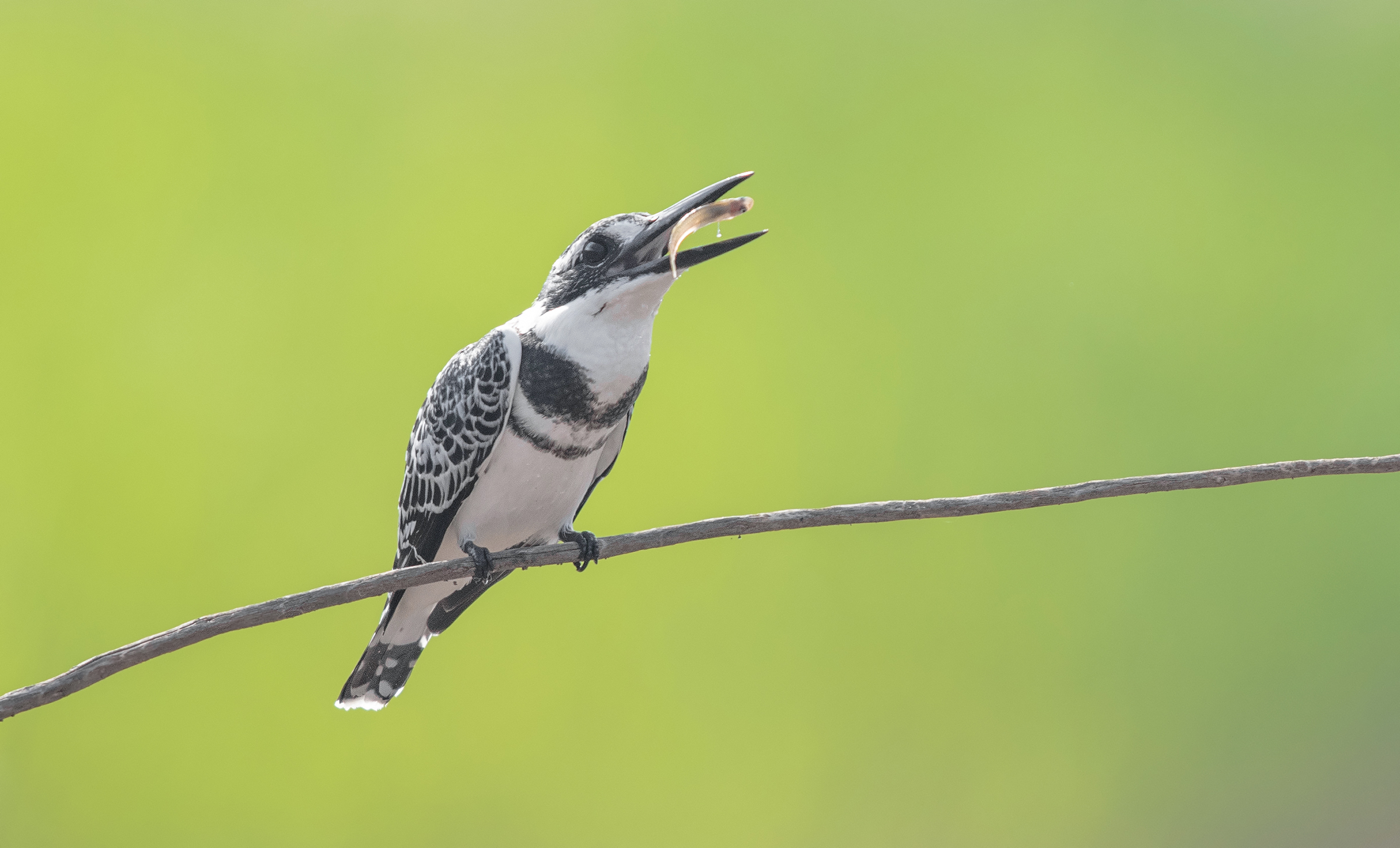 pied martin pescatore
