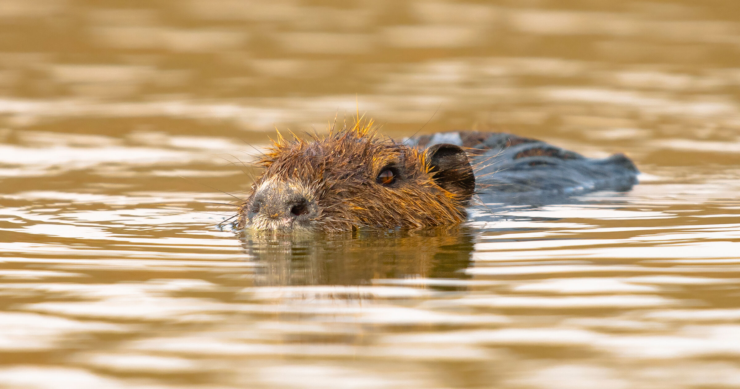 Nutria
