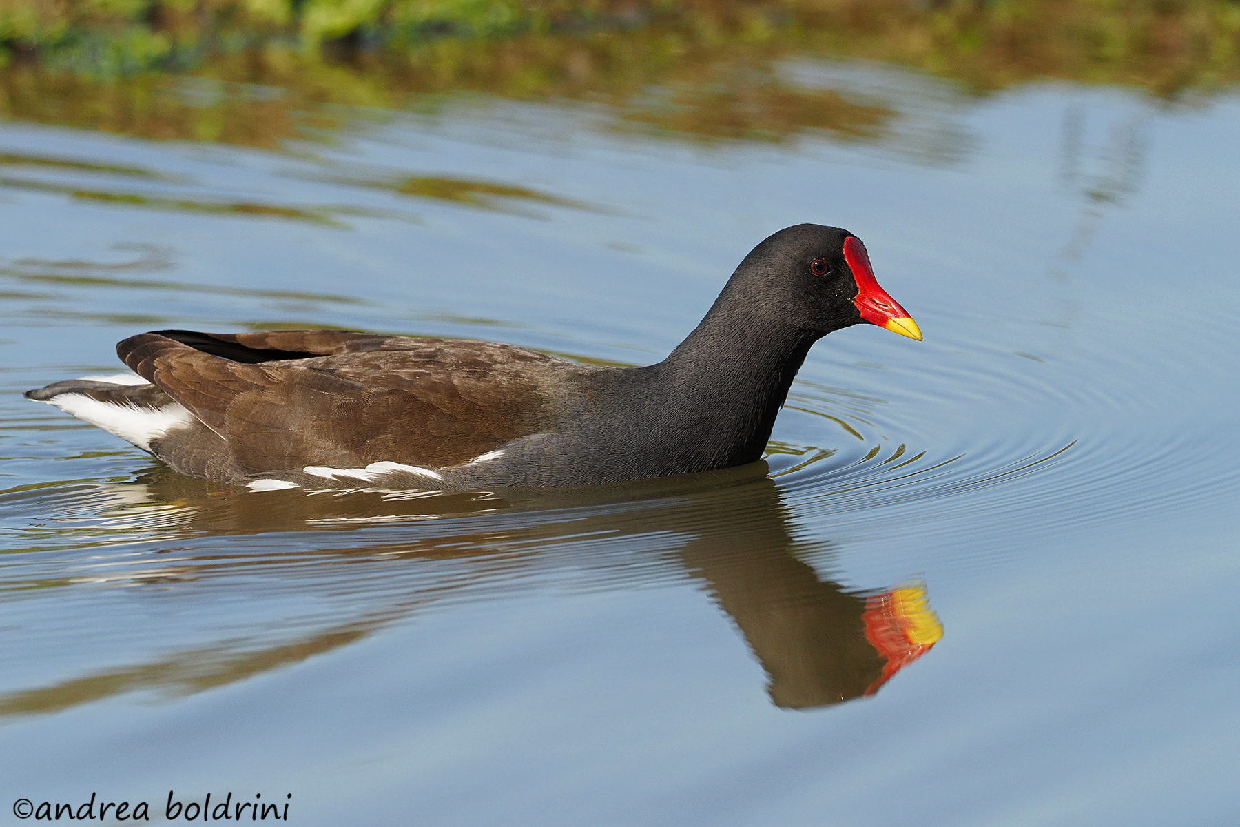 Water gallinule