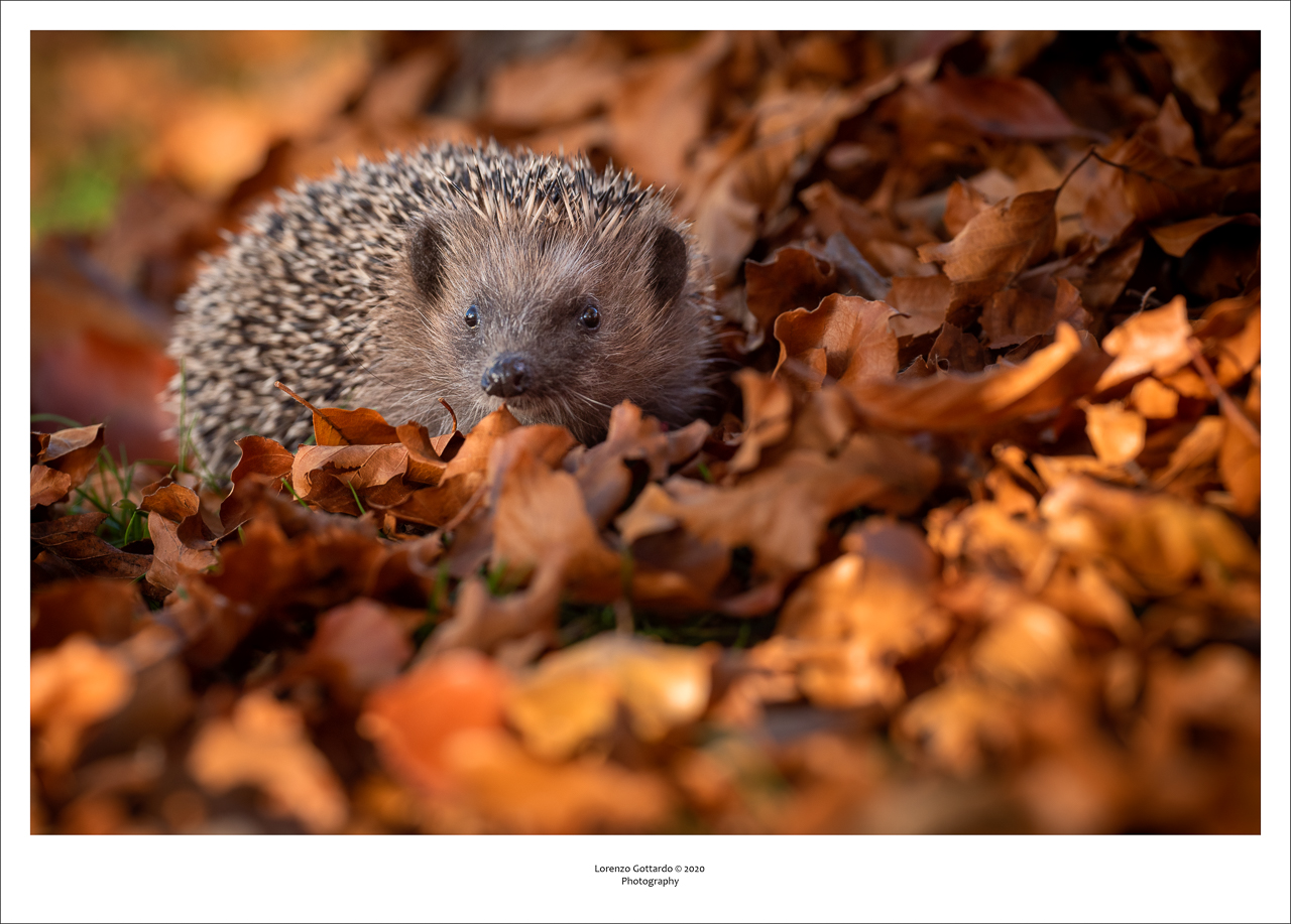"Spazzola" il riccio giardiniere