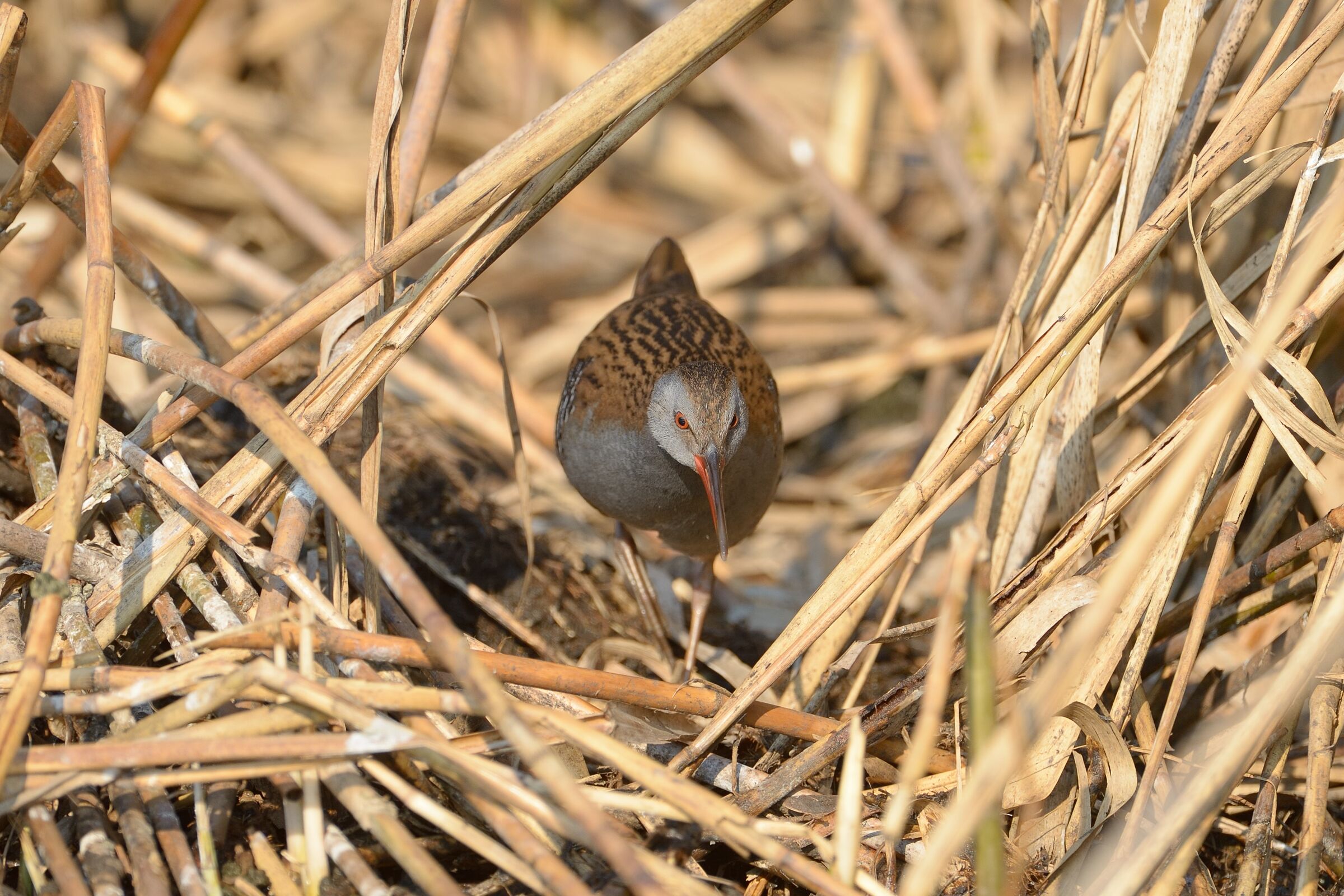 Il mondo del Porciglione (Rallus aquaticus)