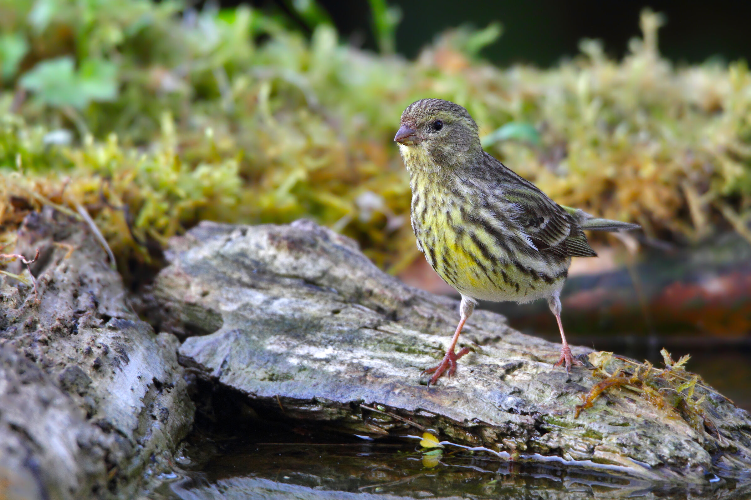 Il Verzellino all'abbeveratoio
