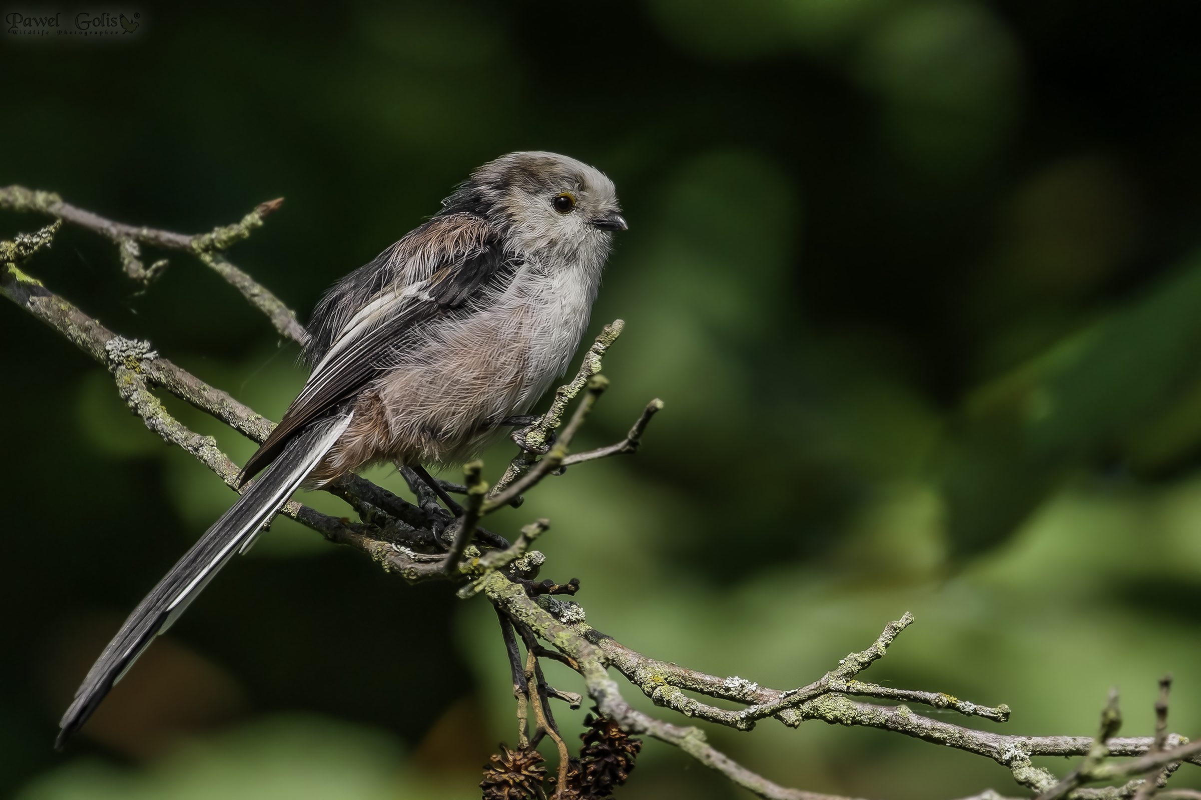 Bushtit dalla coda lunga (Aegithalos caudatus)