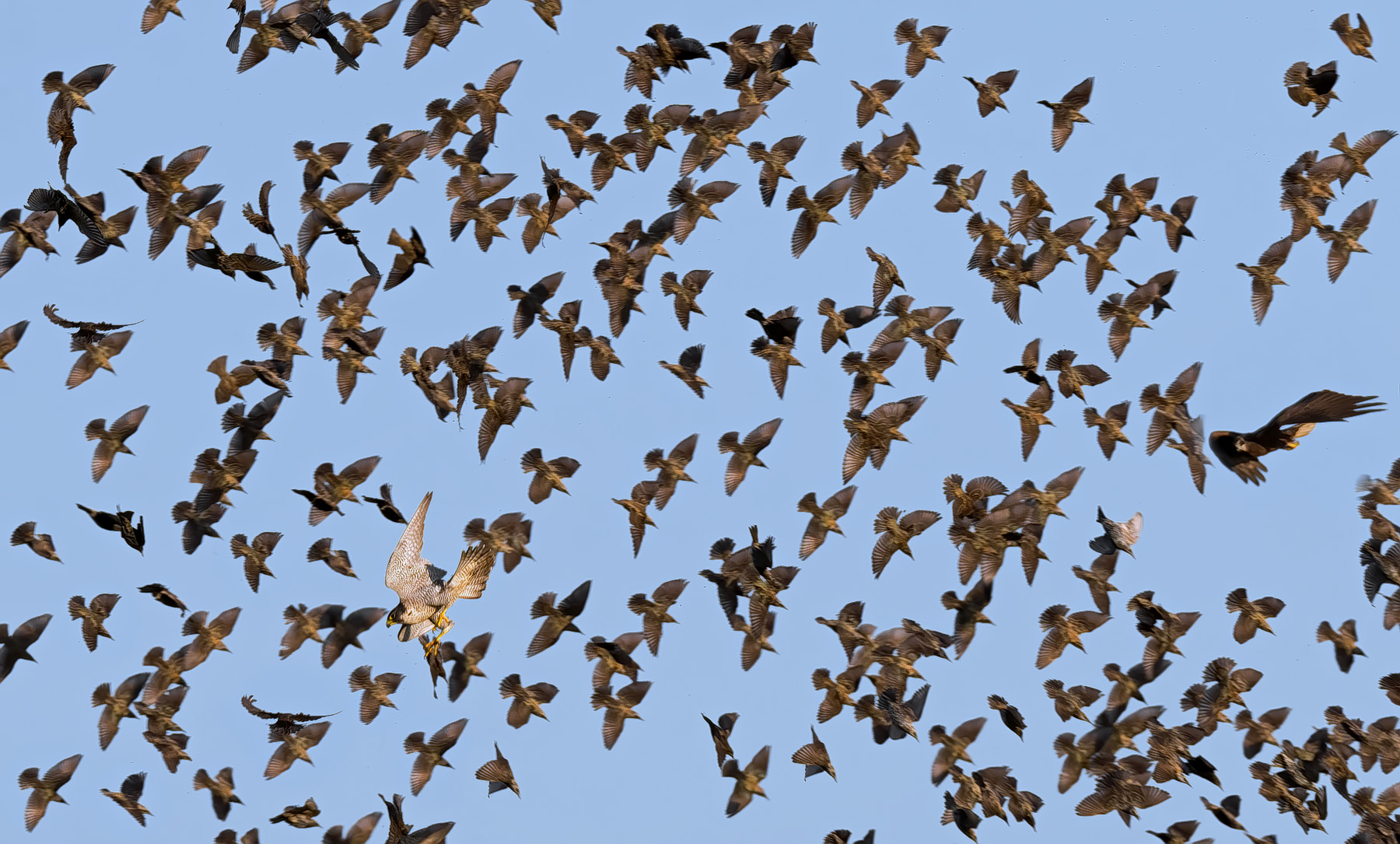 Attack on the Pilgrim and Swamp starlings