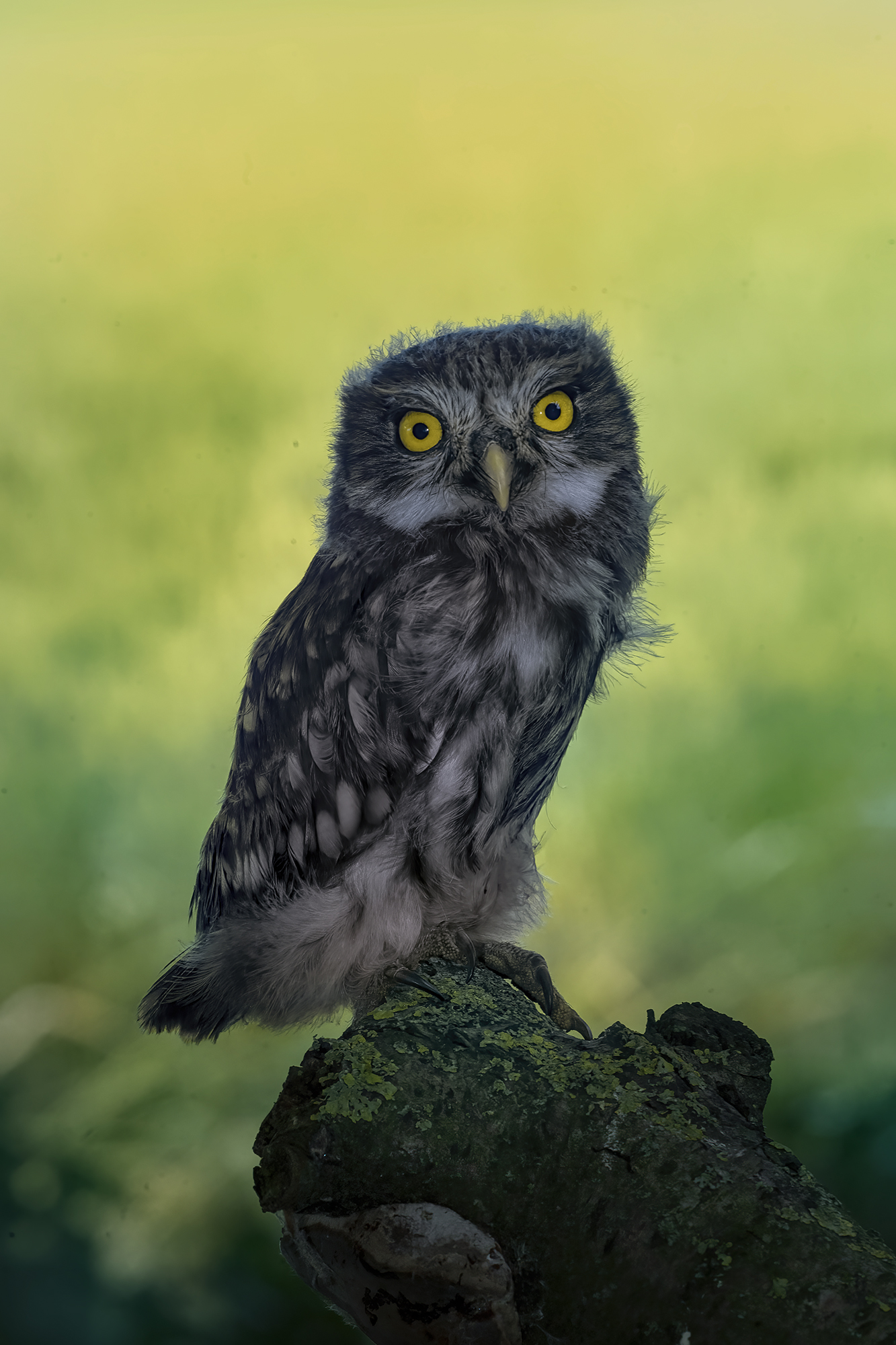 civetta  capono fotografico di Masssumatico