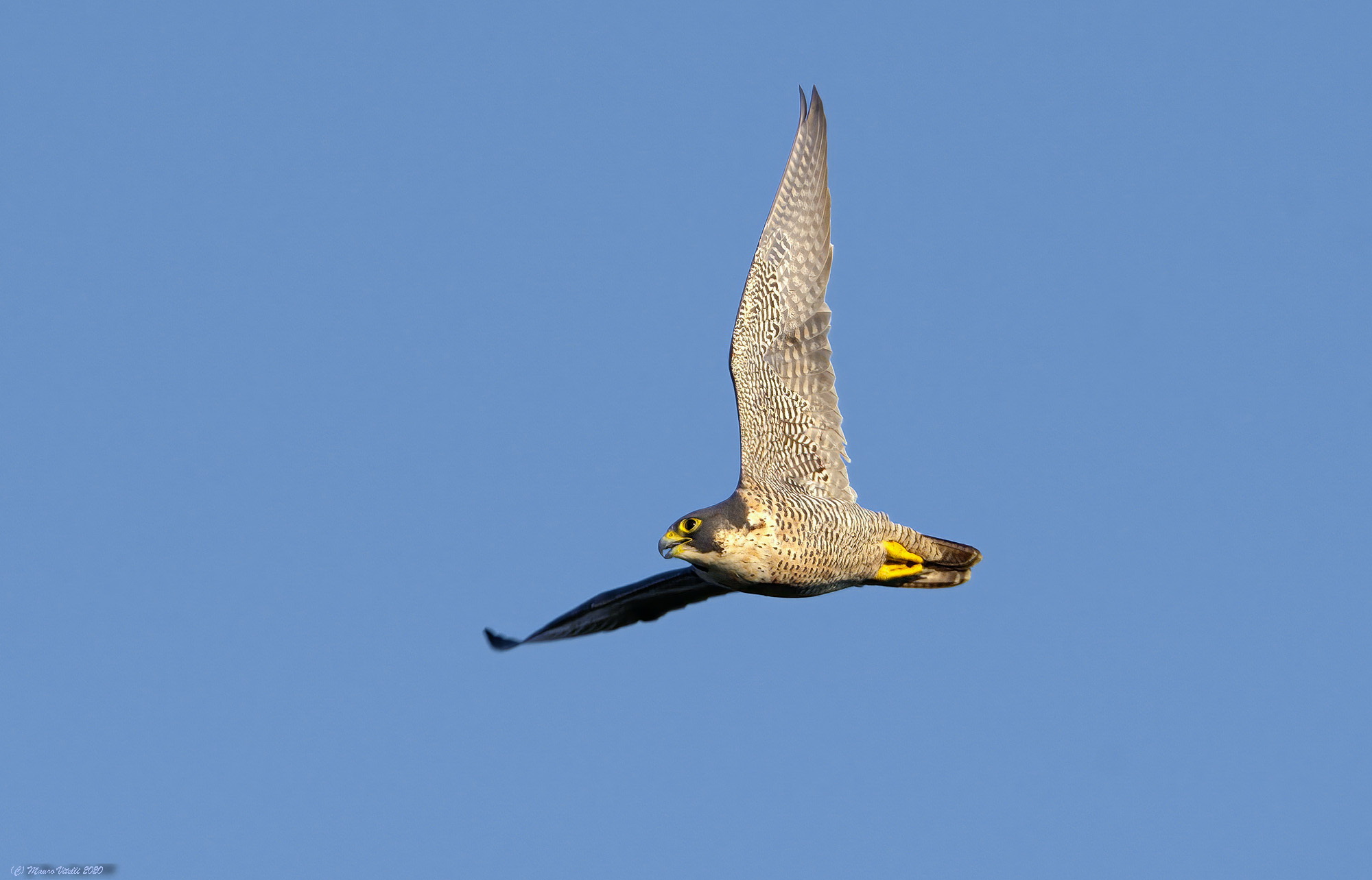 Peregrine Falcon