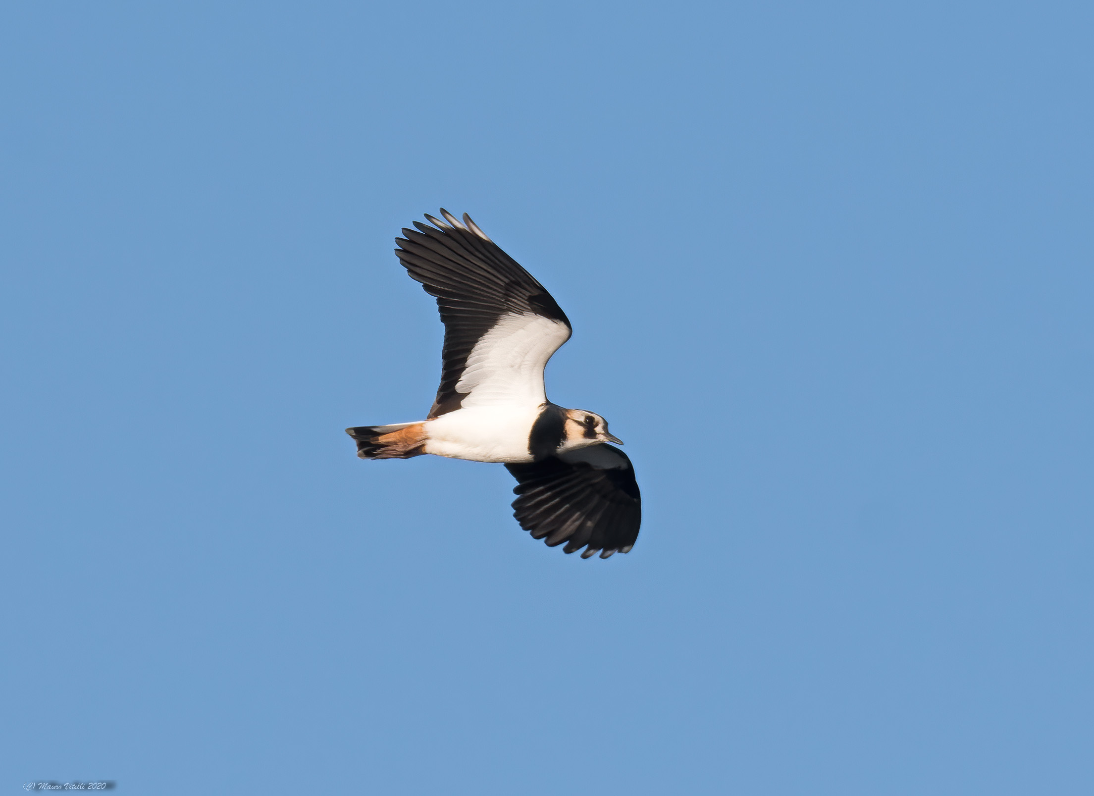 Peacock (Vanellus vanellus)