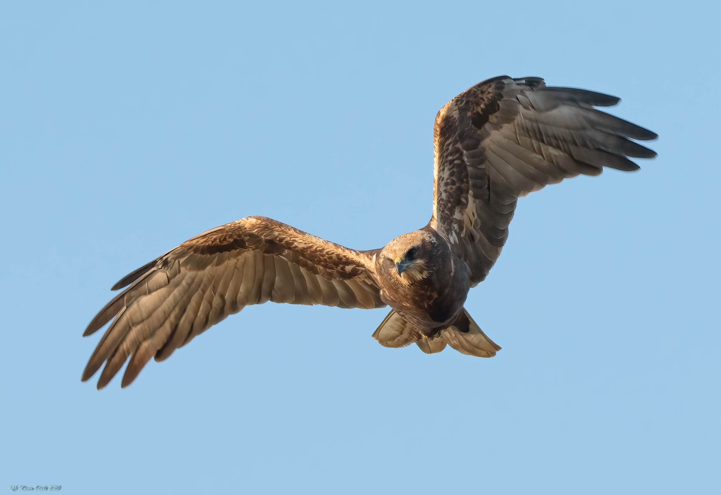 Female Marsh Falcon (Circus aeruginosus)