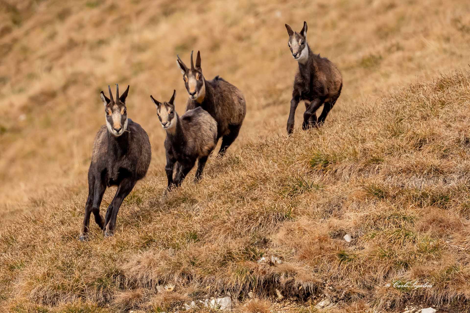 Johnny Stecchino e famiglia in fuga...
